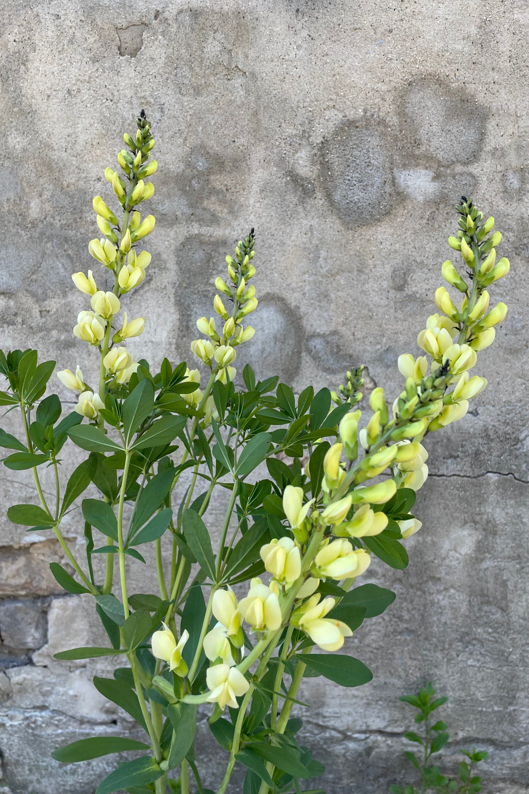 Baptisia 'Mojito' up close showing the light yellow bud and blooms mid May ©Sprout Home