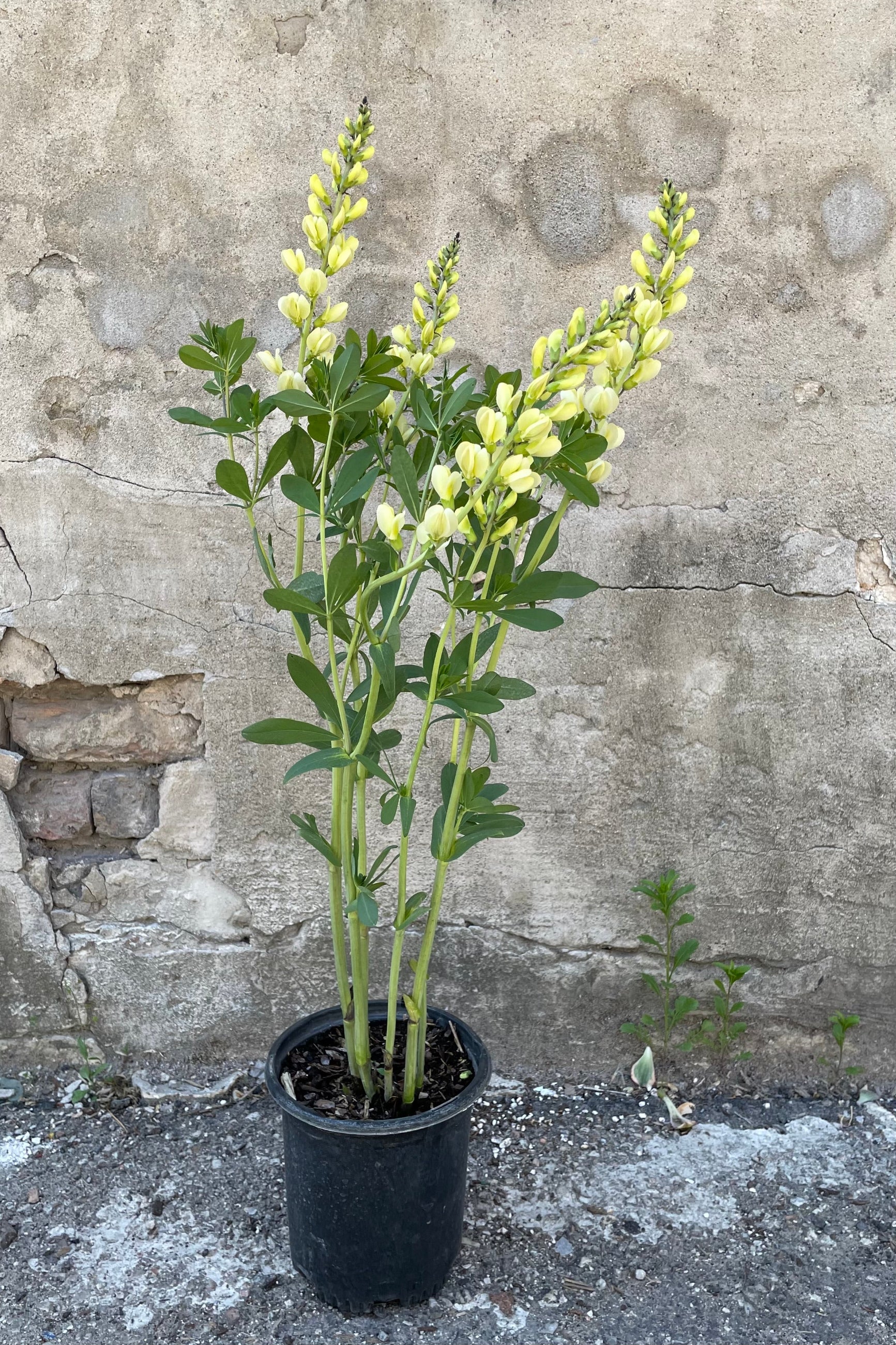 Baptisia 'Mojito' in a #1 growers pot mid May blooming with its light yellow flowers in front of a concrete wall. ©Sprout Home