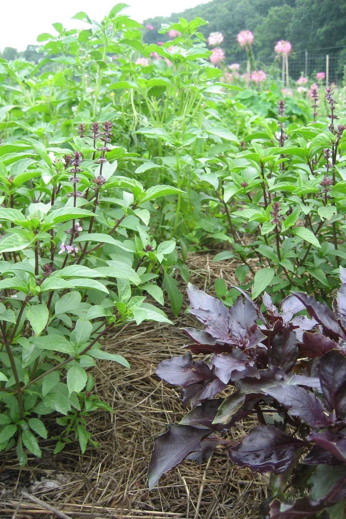 Field of green basil plants with a mix of purple basil plants. ©Hudson Valley Seed Co.
