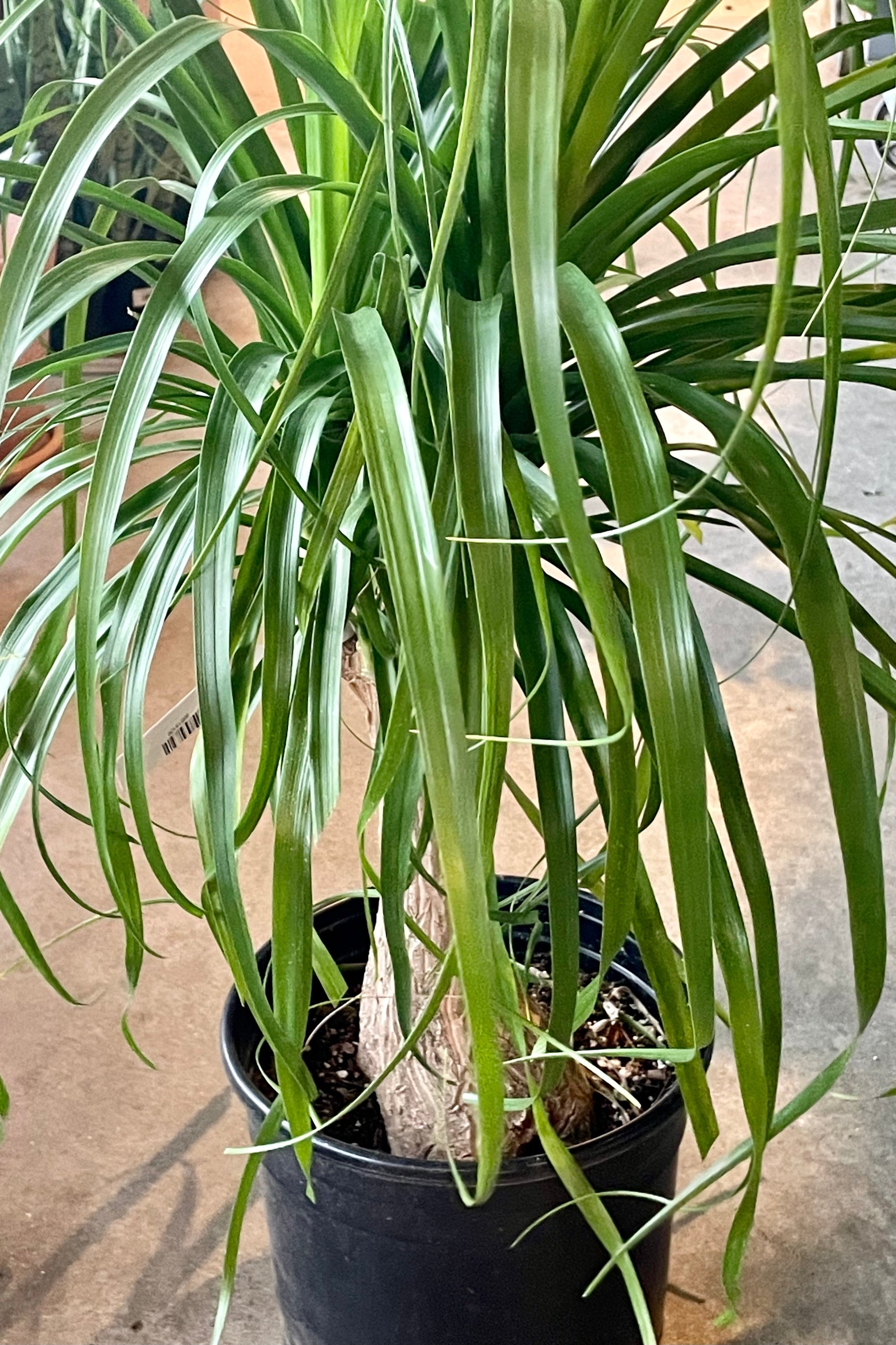 Photo of a Beaucarnea Ponytail Palm in a black pot in a garden shop. ©Sprout Home