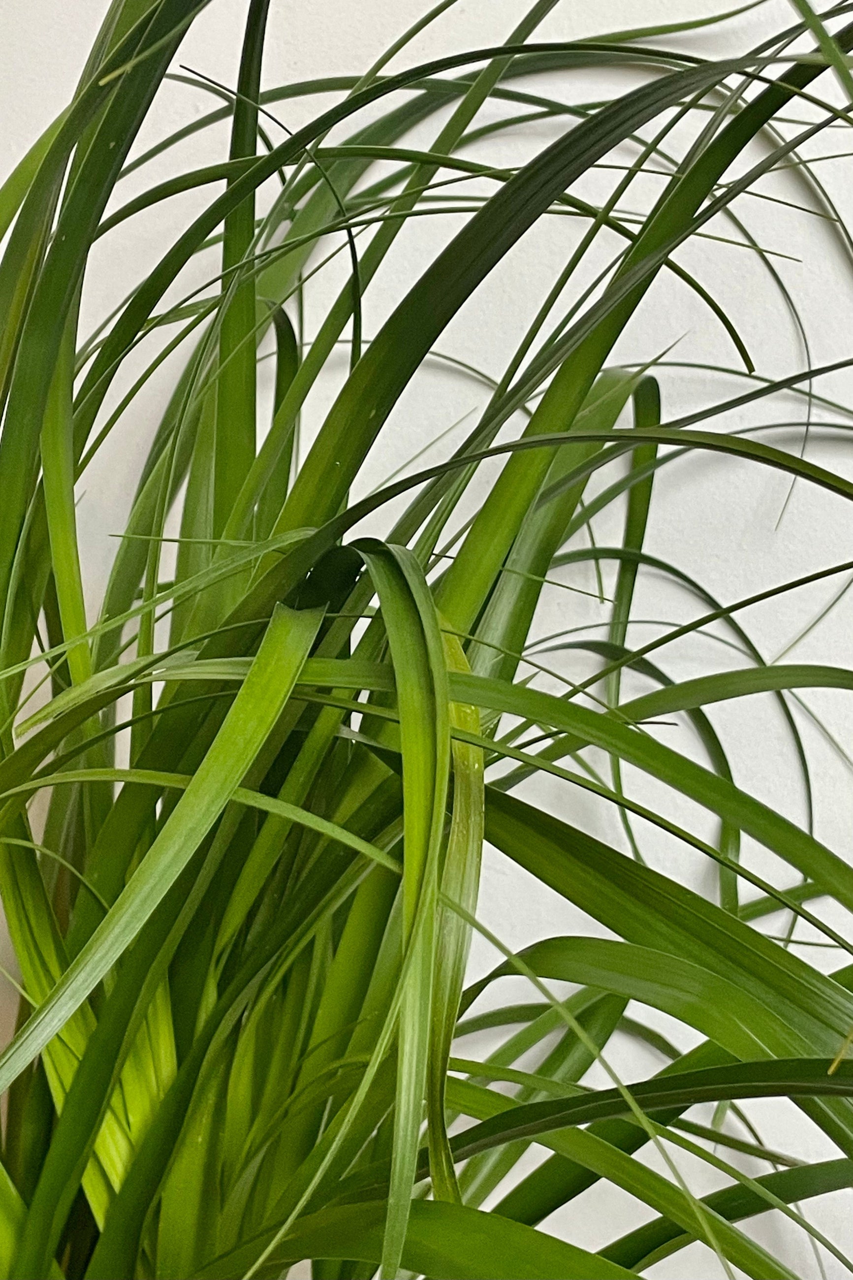 Close photo of strappy leaves of Beaucarnea Ponytail Palm houseplant. ©Sprout Home