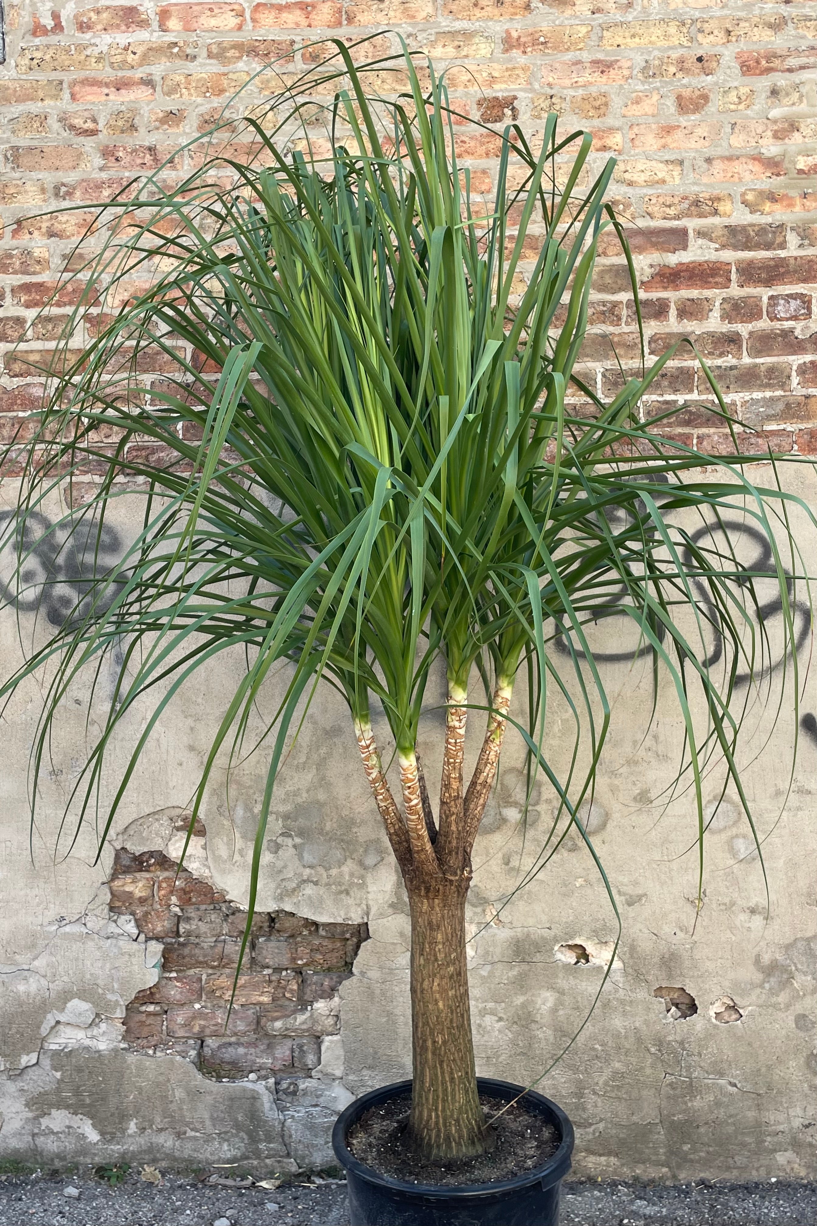 Photo of specimen Beaucarnea "Ponytail Palm" houseplant in a black pot against a brick and concrete wall.