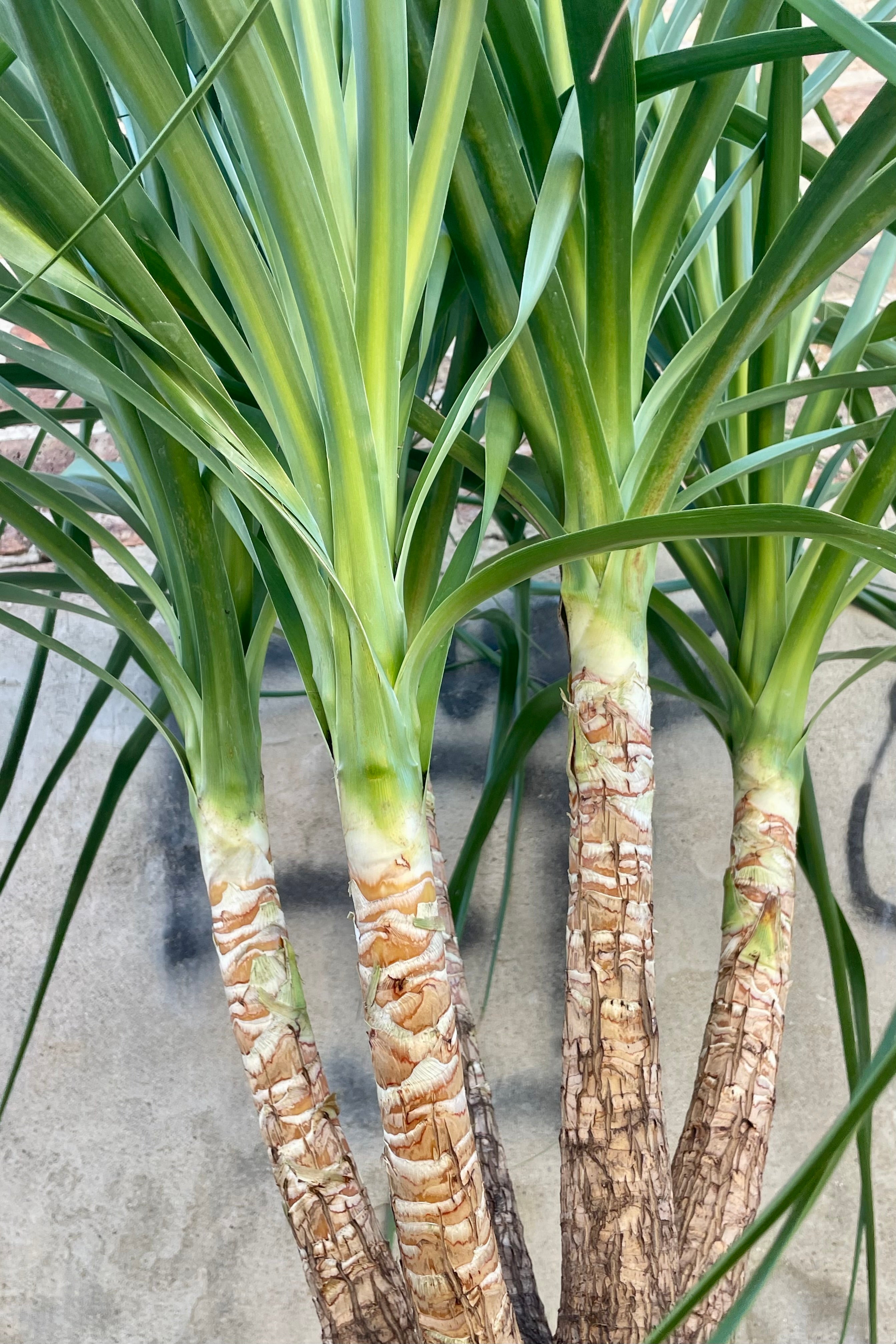 Close photo of branches and leaves of Beaucarnea "Ponytail Palm" houseplant against a cement wall.