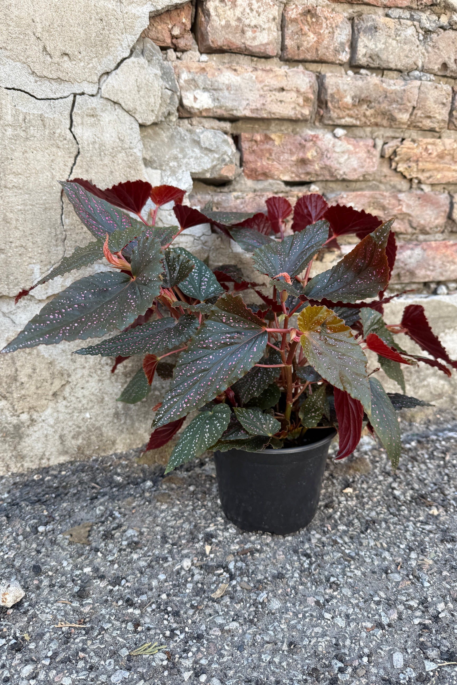 Begonia 'Angel Wing' with dark leaves and pink spots in a 6" growers pot against a concrete and brick wall ©Sprout Home