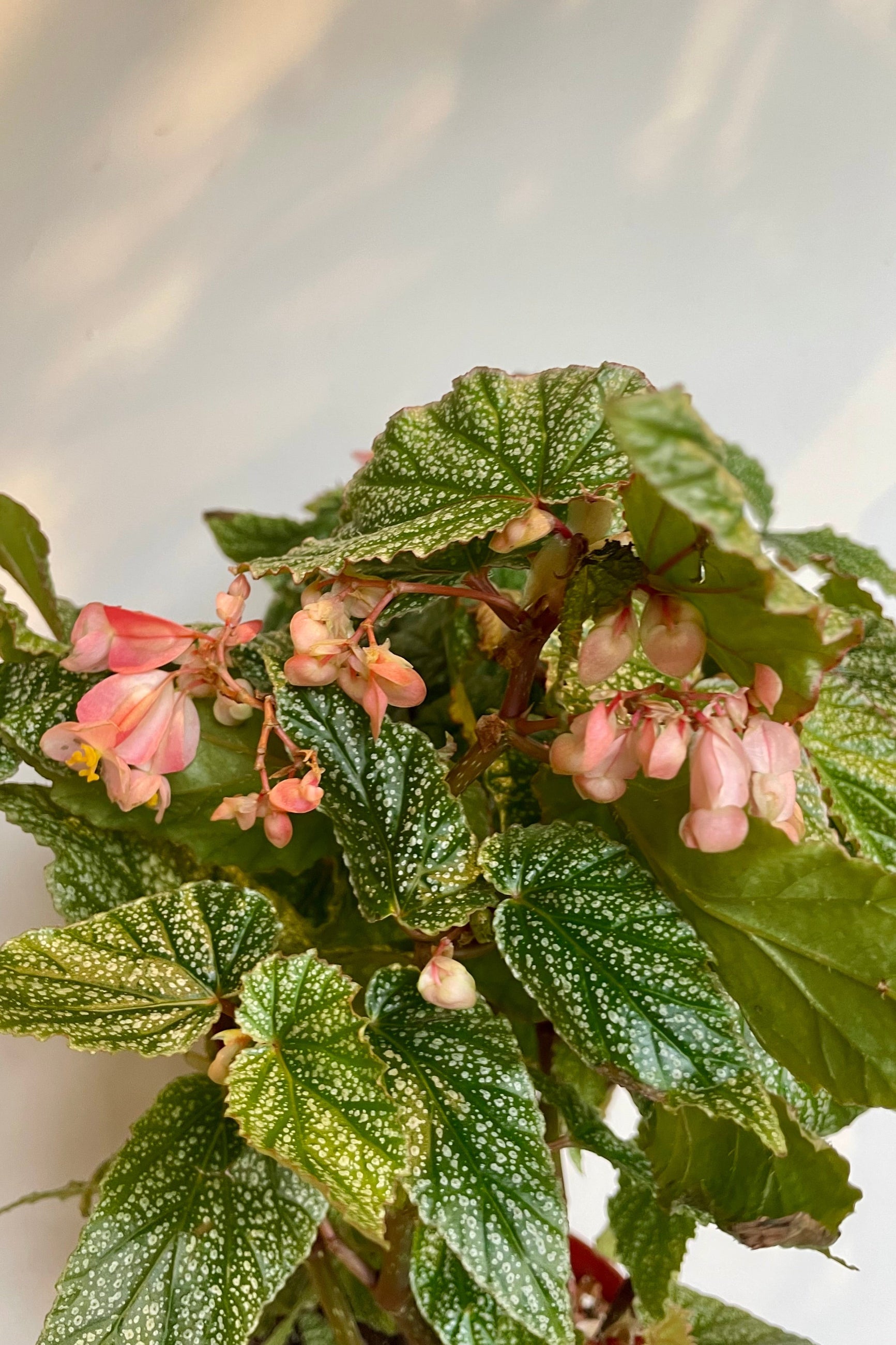 An Angelwing begonia with green and silver-spotted leaves and pink flowers in front of a white wall. ©Sprout Home
