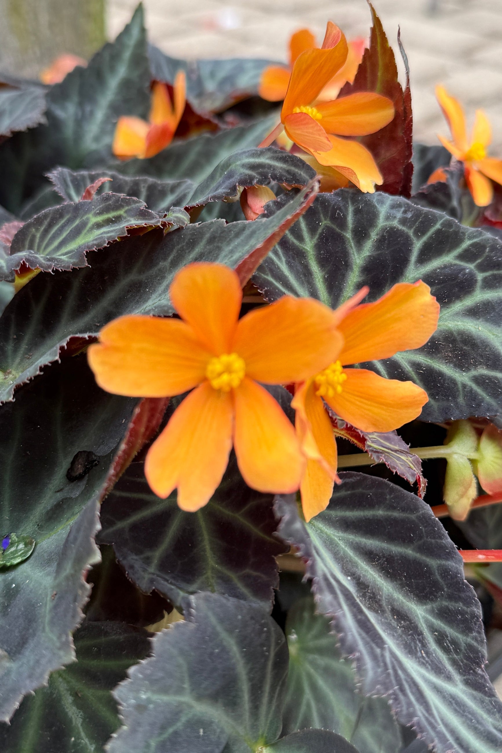Begonia boliviensis 'Sparks will Fly' up close with its orange flowers and dark leaves the beginning of May (©Sprout Home)