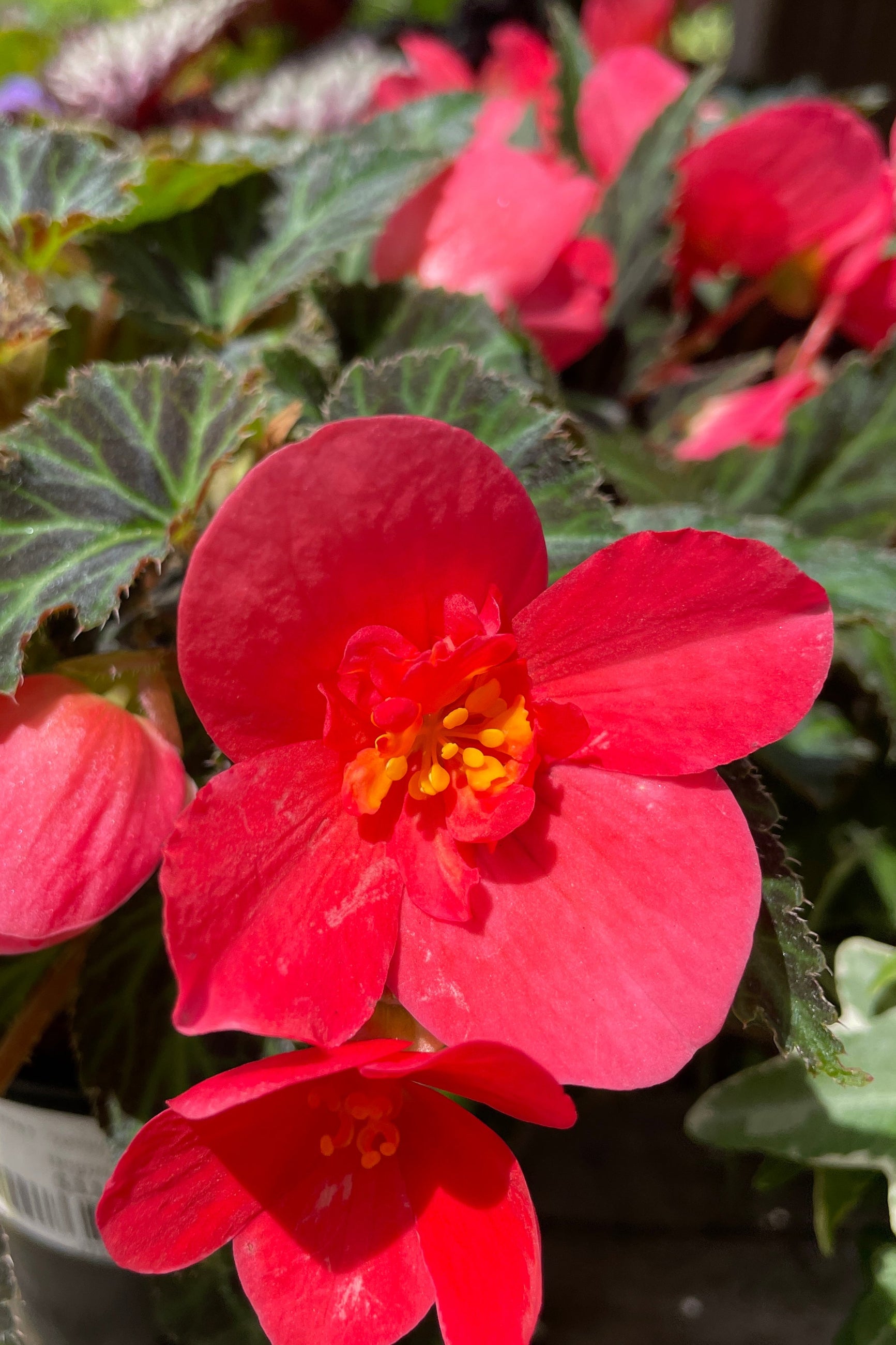 Begonia x I'Conia 'First Kiss' hybrid with its open bright red flowers shown up close the end of May at Sprout Home. ©Sprout Home