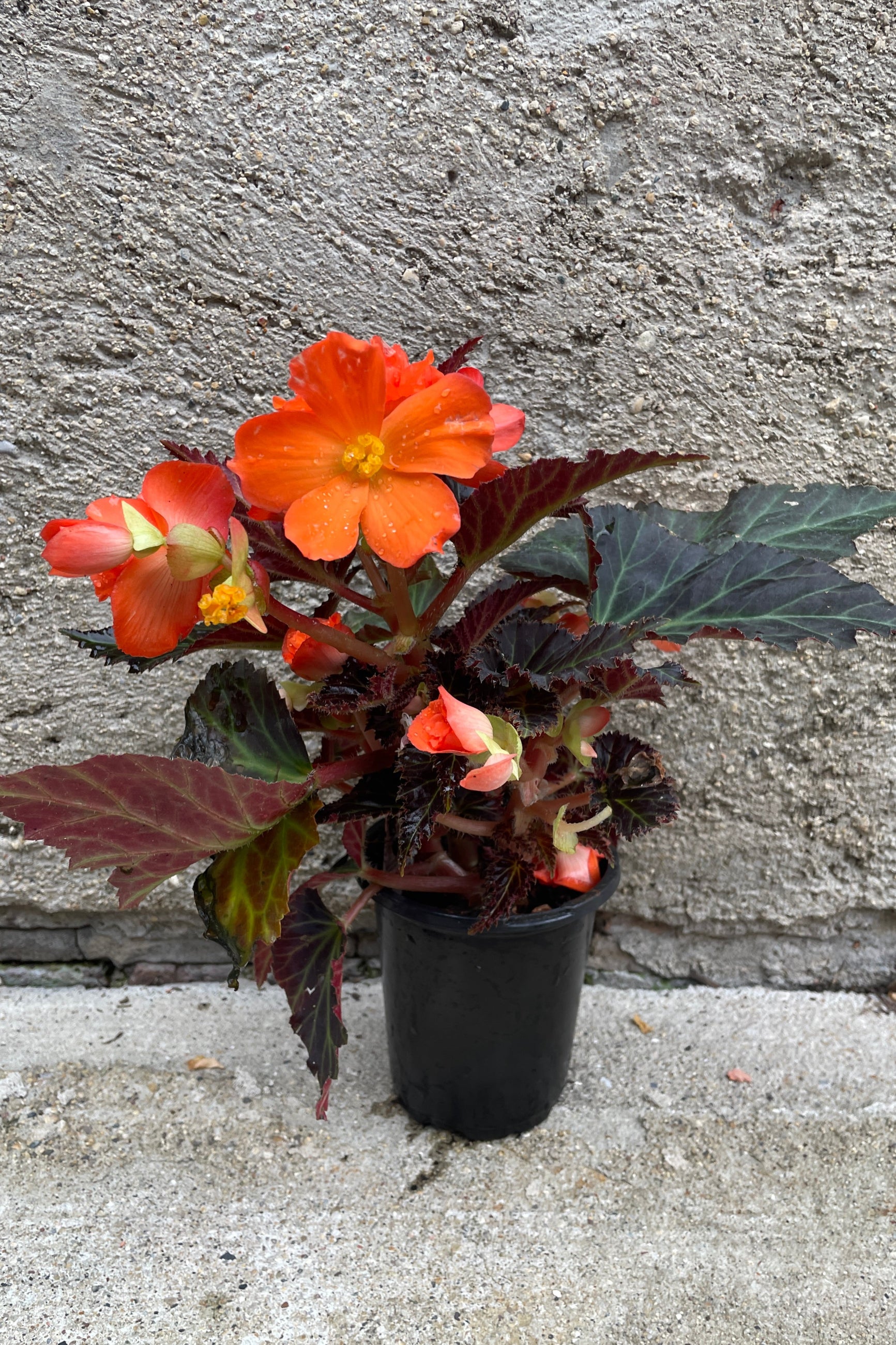 Begonia 'Portofino Hot Orange' annual in a 4.5" growers pot in bloom. ©Sprout Home