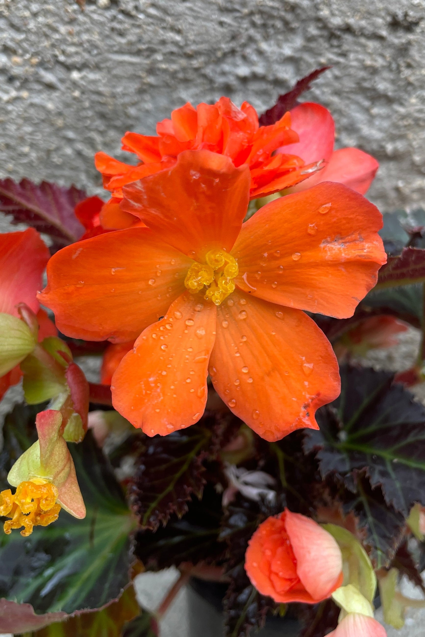 Begonia x 'I'conia 'Portofino Hot Orange' close up of the orange flowers mid June and Sprout Home. ©Sprout Home