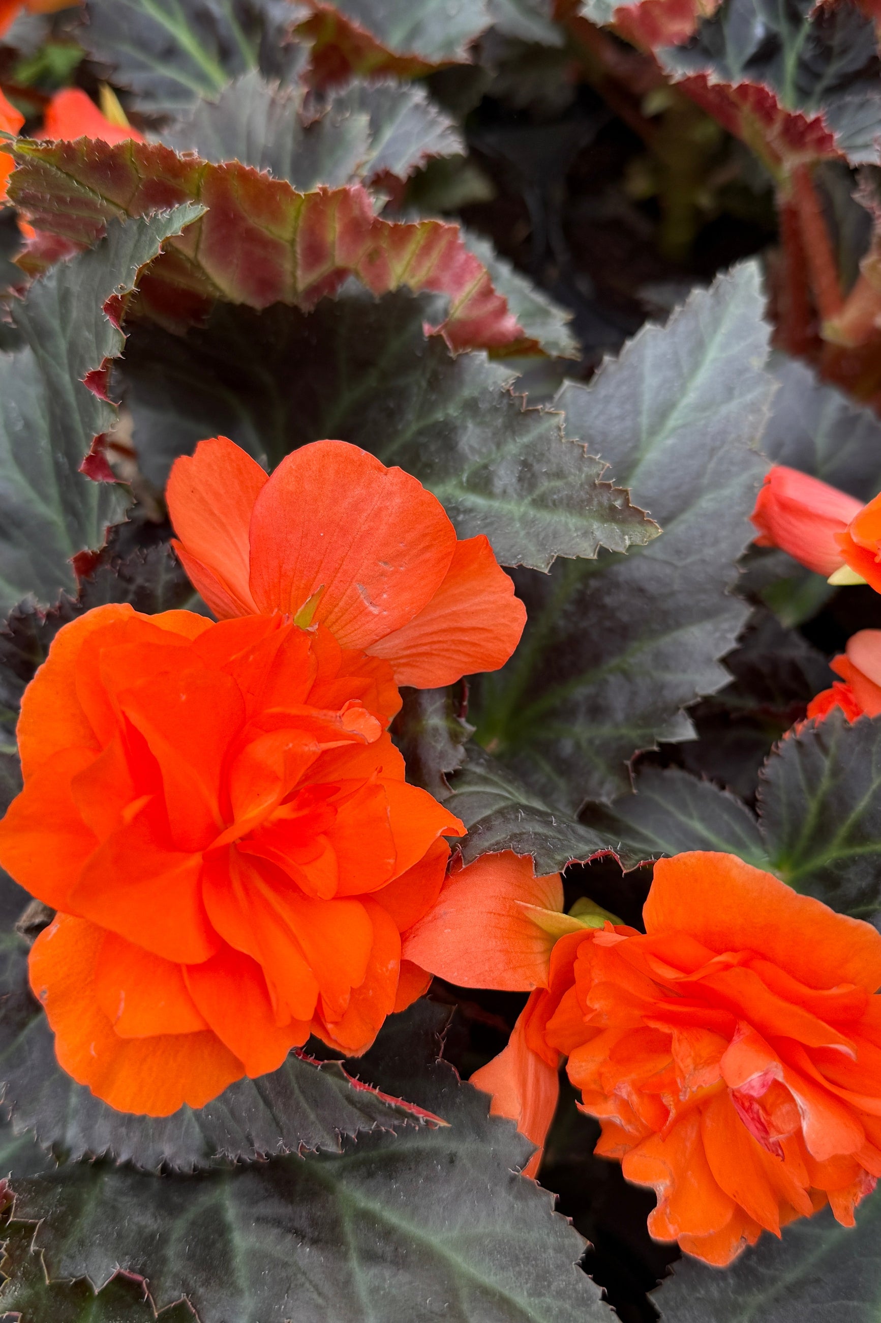 Begonia I'conia 'Portofino Hot Orange' up close and in bloom beginning of May (©Sprout Home)