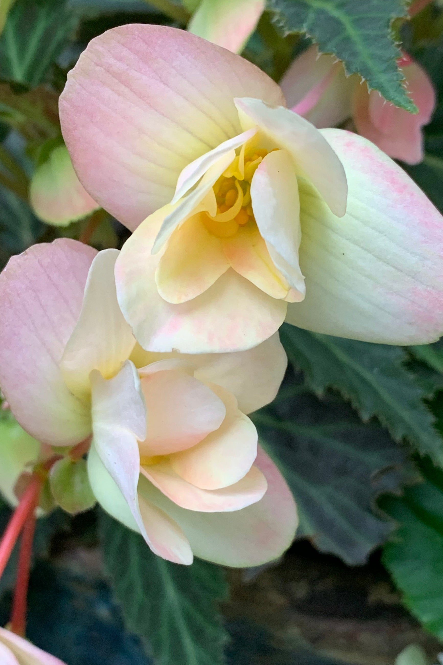 Close-up of a pink and yellow Begonia 'LEMON BERRY' with green leaves in the background ©Elite Growers