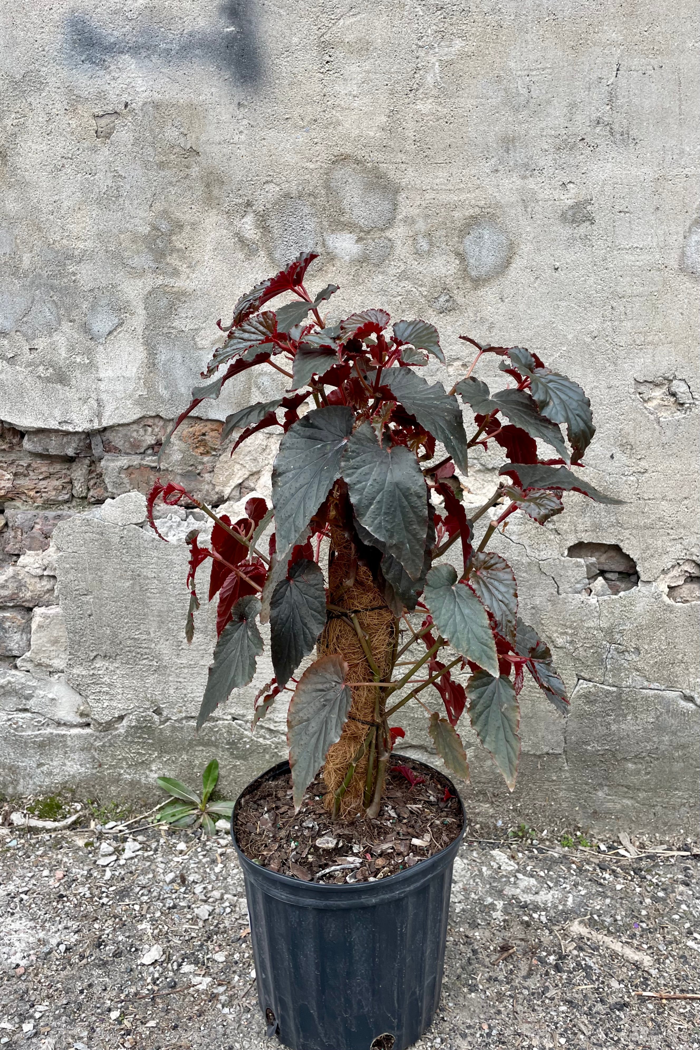 Photo of the dark, ruffled leaves of a Begonia. This Begonia grows from a central rhizome and supports tall, lean canes. The leaves emerge a vibrant crimson and are ruffled at the margins. They age to a dark, almost black green with bronze tones. The Begonia is called 'Black Magic' and this plant's grow is supported on a central post. The plant is photographed against a gray wooden wall in a black nursery pot..