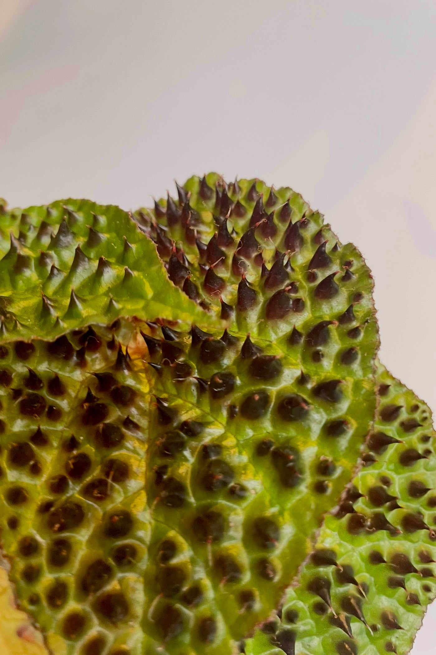 Close photo of the spiked leaf of Begonia ferox in front of a white wall. The leaves are green and maroon.
