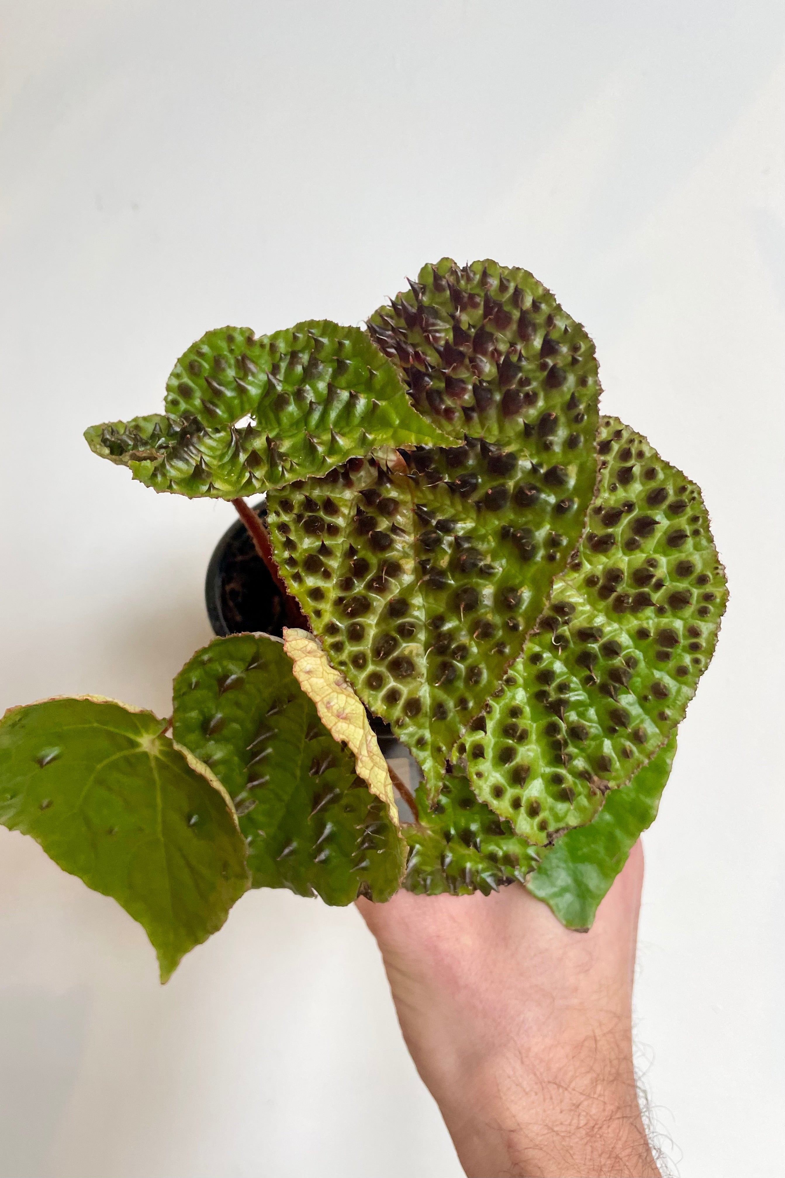 Photo of a hand holding a Begonia in front of a white wall. The plant is Begonia ferox.