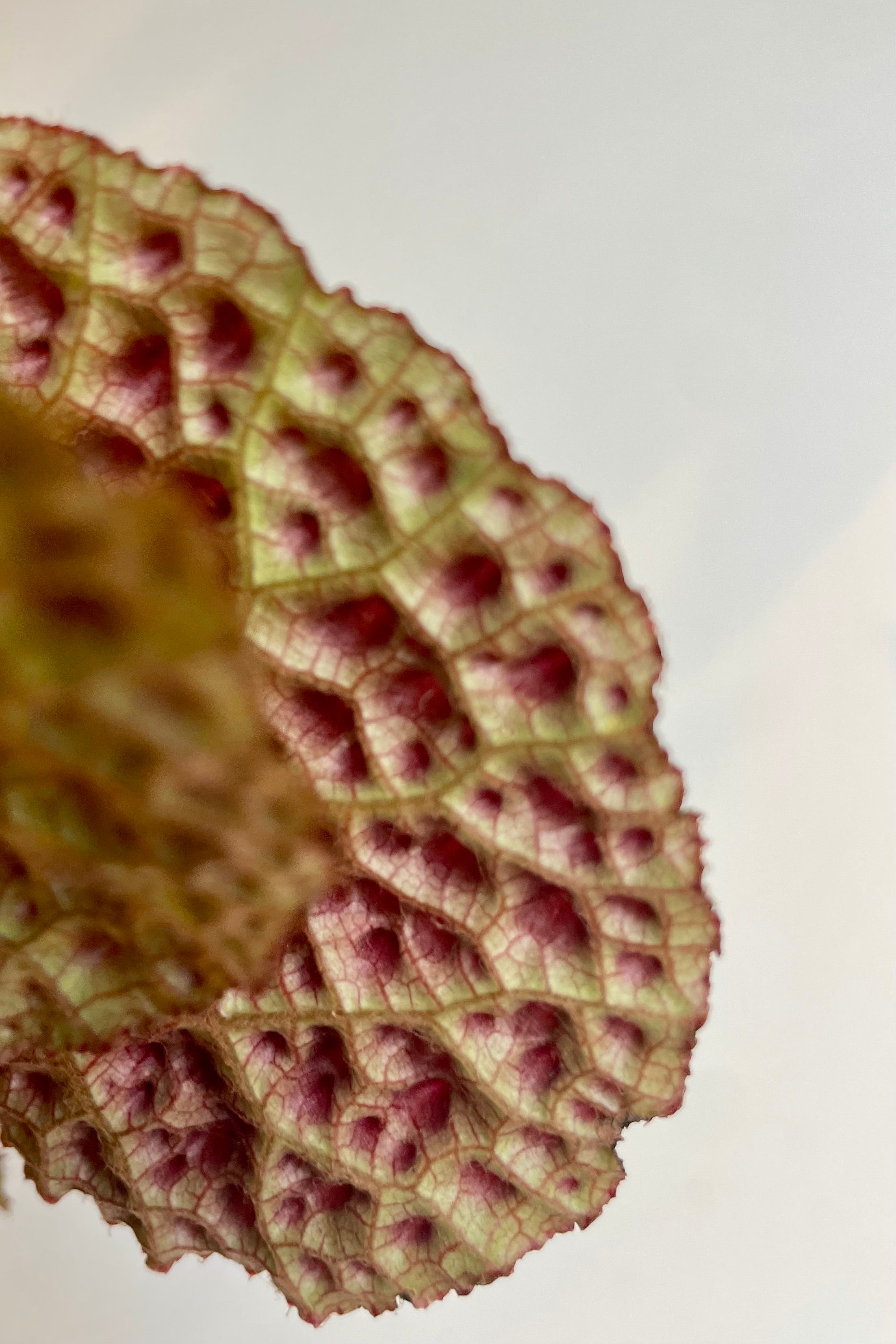 Close photo of the back of a leaf against a white wall. The plant is Begonia ferox.