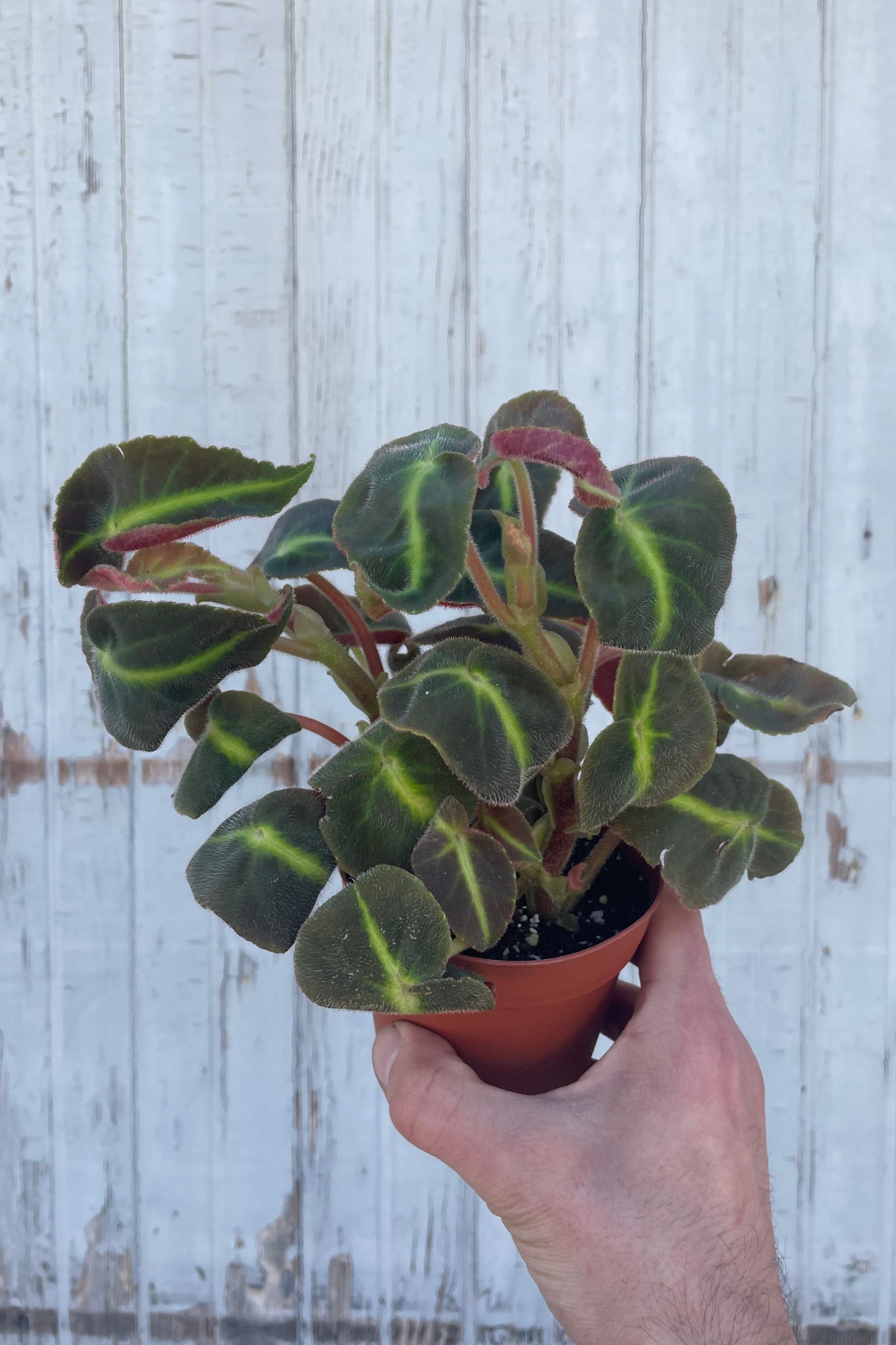 Photo of a hand holding a plant in an orange pot in front of a gray wall. The plant is Begonia listada with velvety, dark green leaves with a bright green stripe in the center. ©Sprout Home