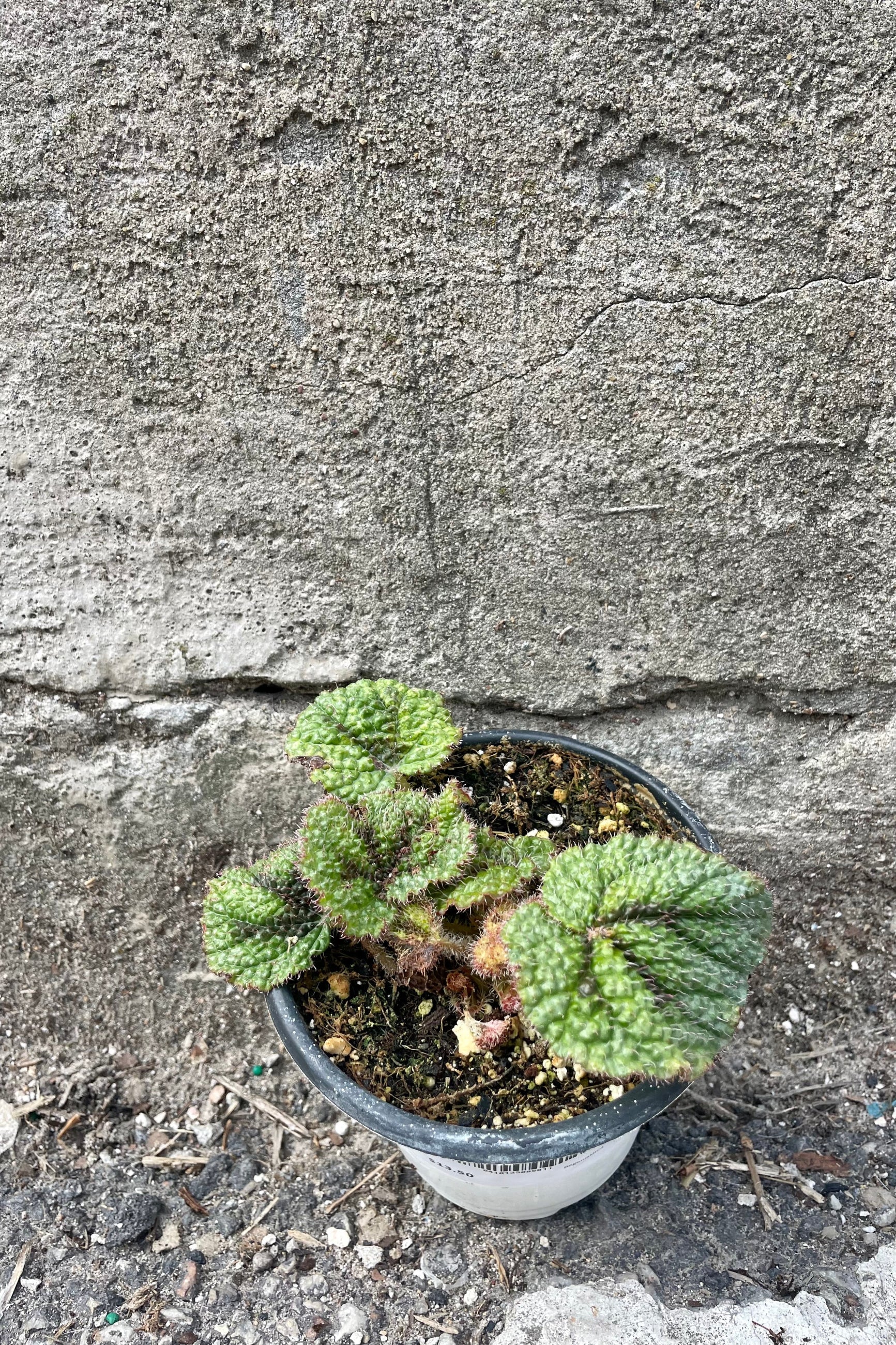Photo of a young Begonia masoniana 'Iron Cross' in a nursery pot against a gray cement wall. ©Sprout Home