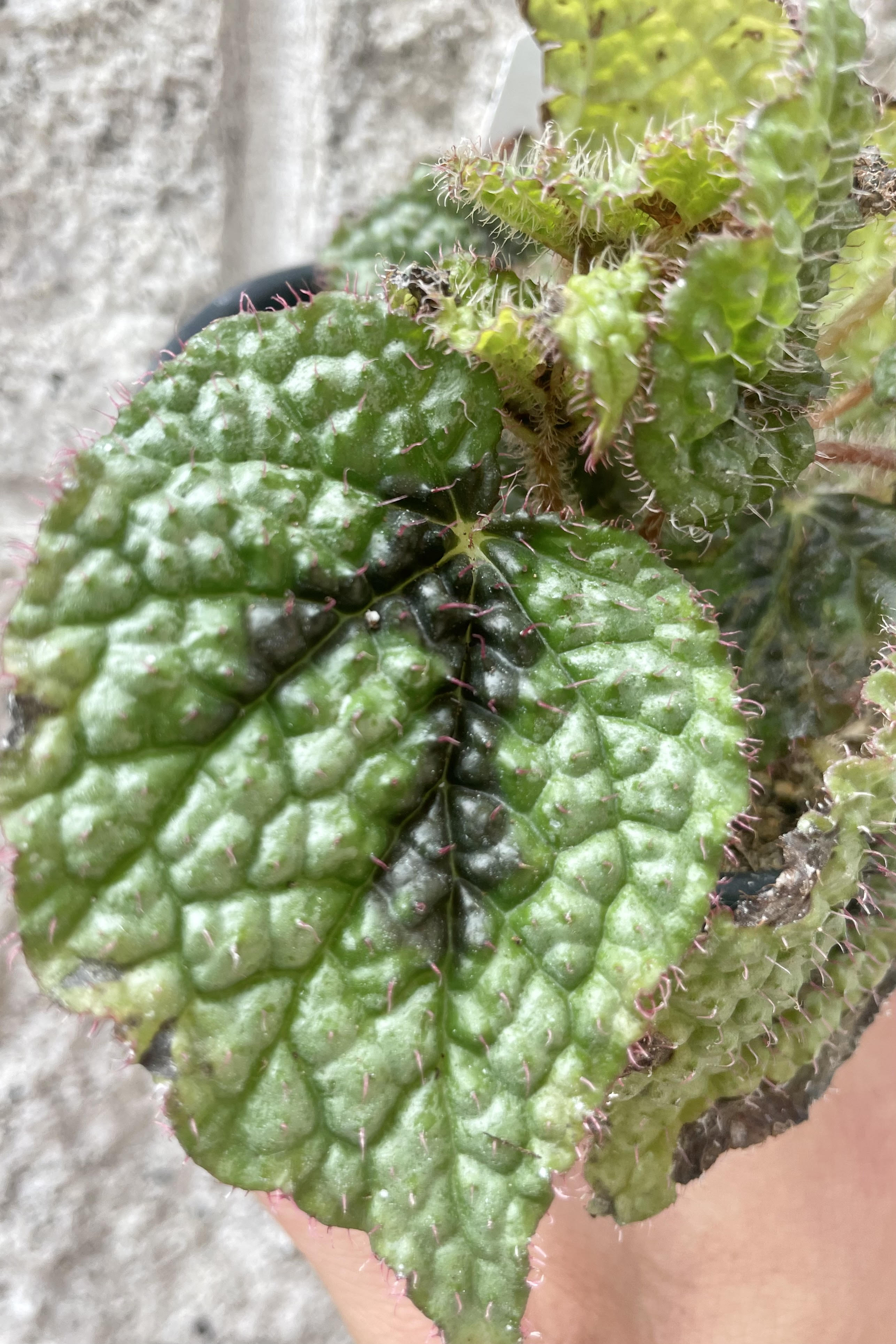 Close up photo of highly textured leaf of Begonia masoniana Iron Cross against a gray cement wall.