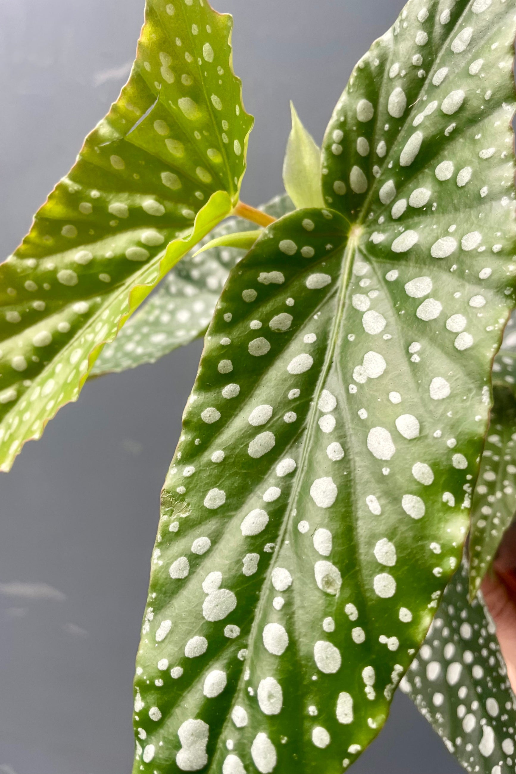 Close photo of a spotted begonia leaf ©Sprout Home