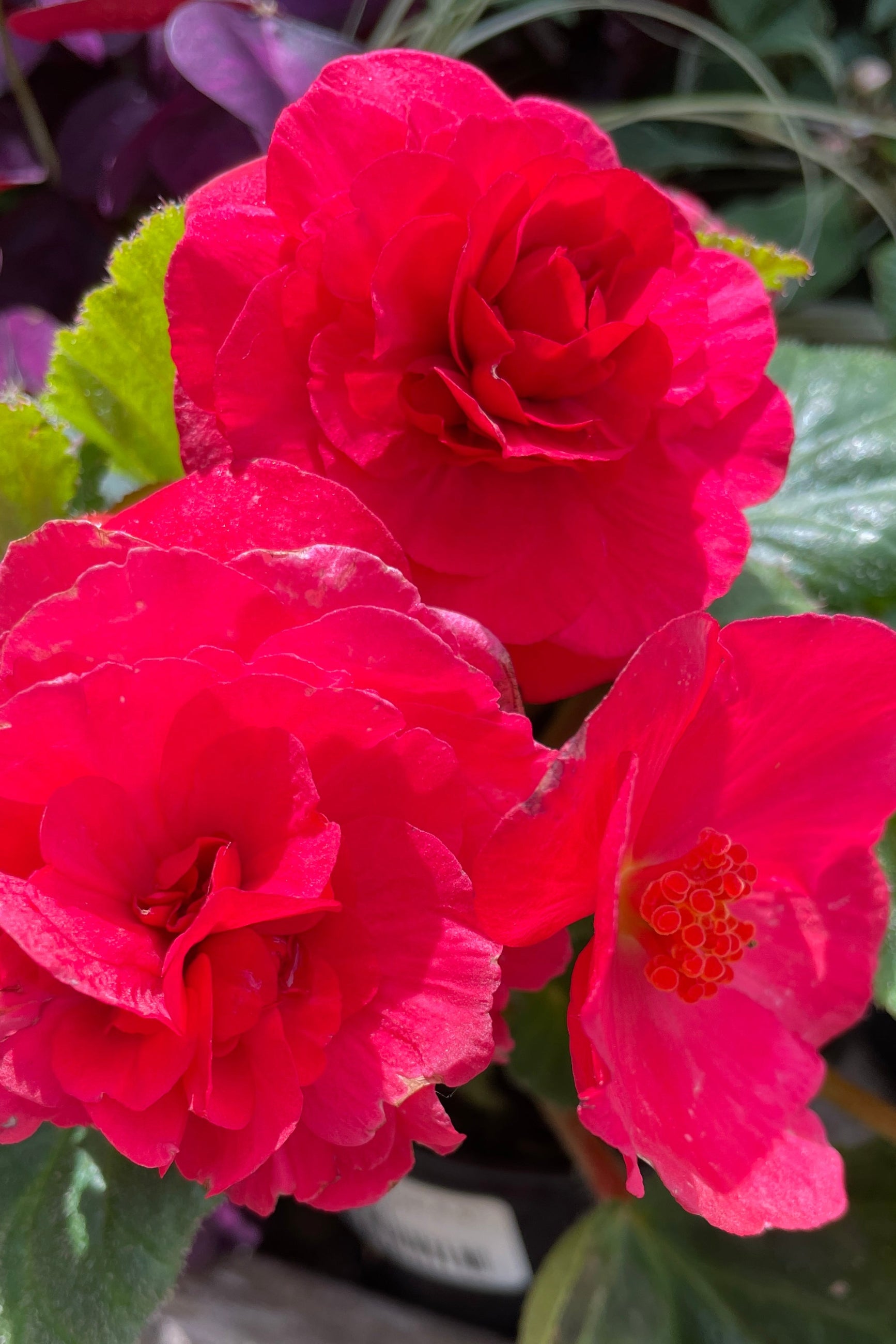 Begonia 'Non Stop Deep Rose' close up of the double petaled bright rose colored flowers the end of May ©Sprout Home