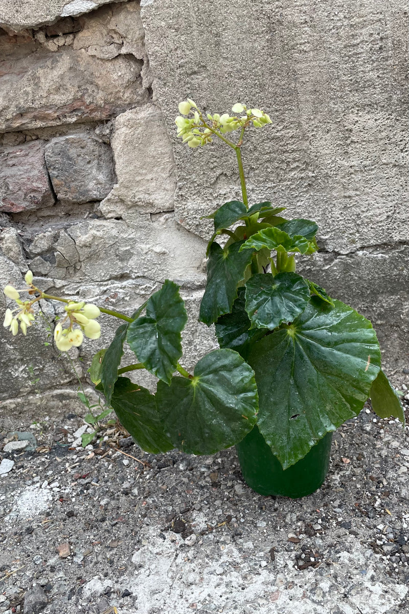 A full view of Begonia odorata 'Alba' 4" in grow pot against concrete backdrop