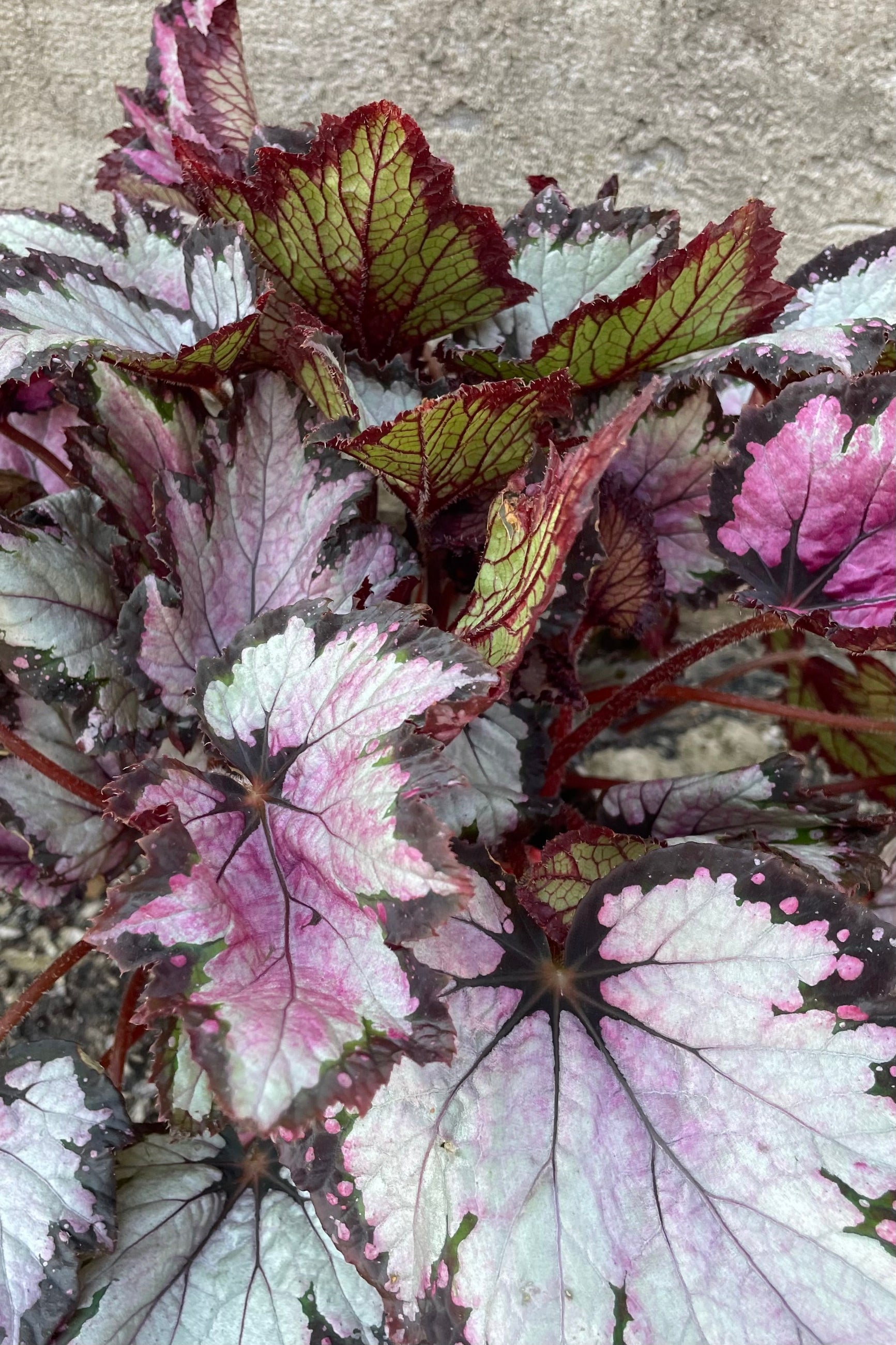 Begonia rex with silver and burgundy leaves. ©Sprout Home