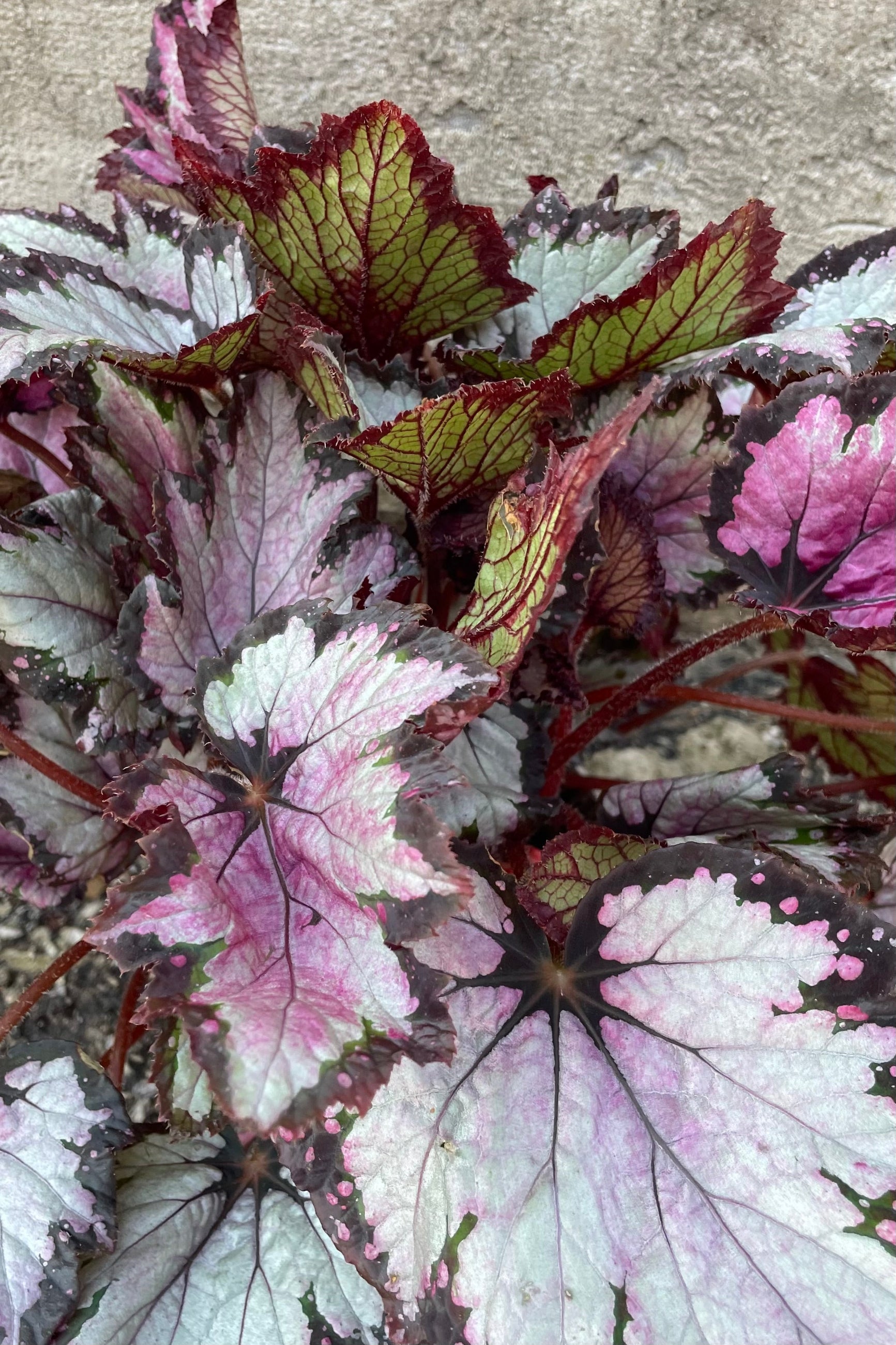 Begonia rex-cultorum leaves in silver and burgundy. ©Sprout Home