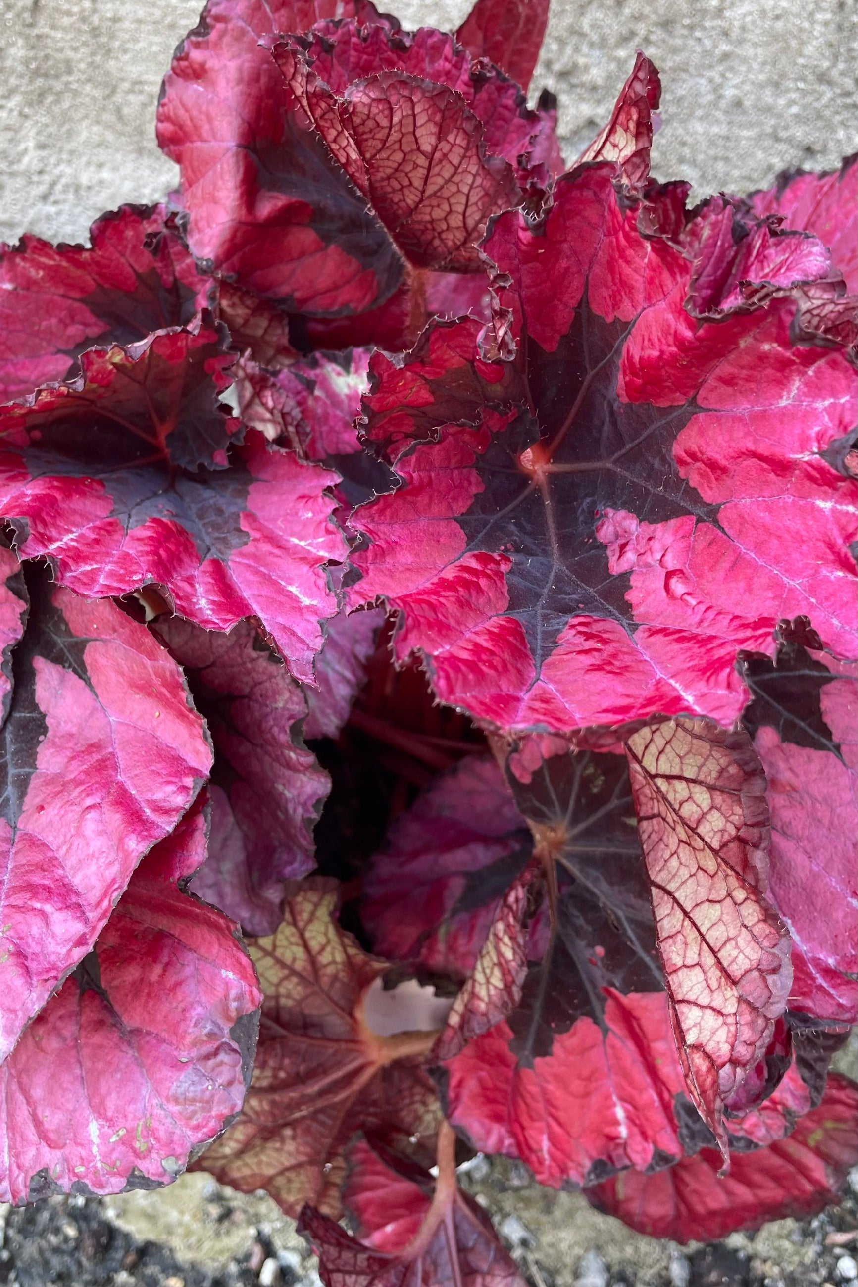 a red and burgundy colored Begonia Rex shown up close. ©Sprout Home