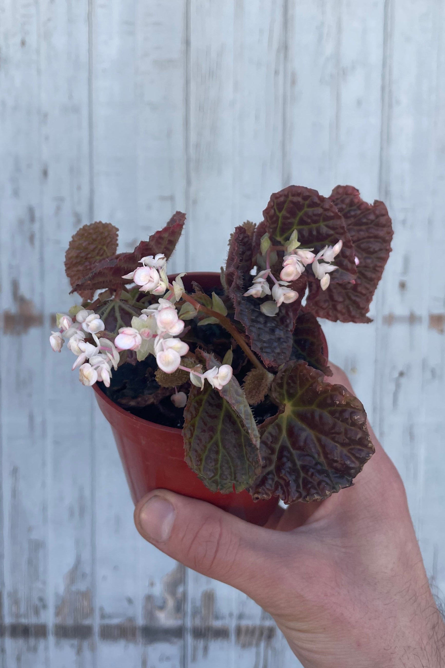 A hand holds a plant in an orange pot in front of a gray wall. The plant is a Begonia with dark piurple leaves and light pink flowers. Begonia 'Ruby Dragon' ©Sprout Home