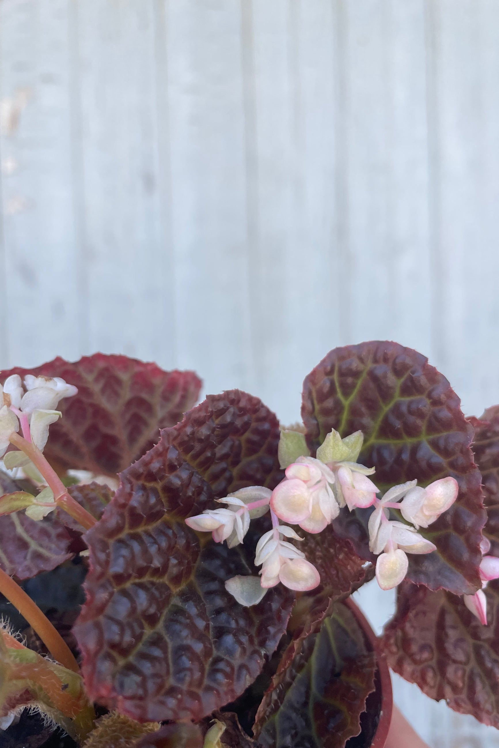 Close photo of ark purple leaves and pink flowers of Begonia 'Ruby Dragon' in front of a gray wall. ©Sprout Home