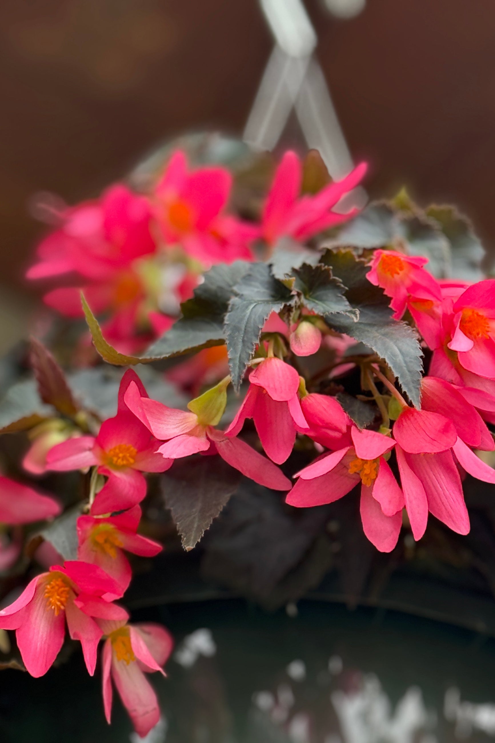 Begonia 'Beauvilia' series pink detail (©Sprout Home)