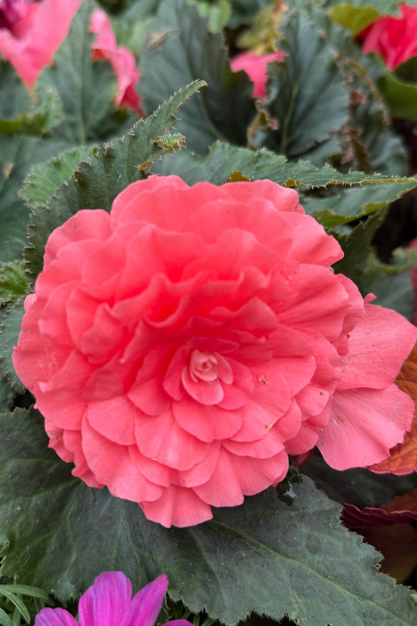 Begonia 'Nonstop Pink' in bloom the beginning of May ©Sprout Home