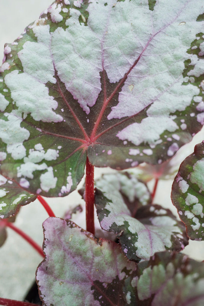 Close-up of a Begonia rex-cultorum leafy plant with green and red leaves. ©Sprout Home