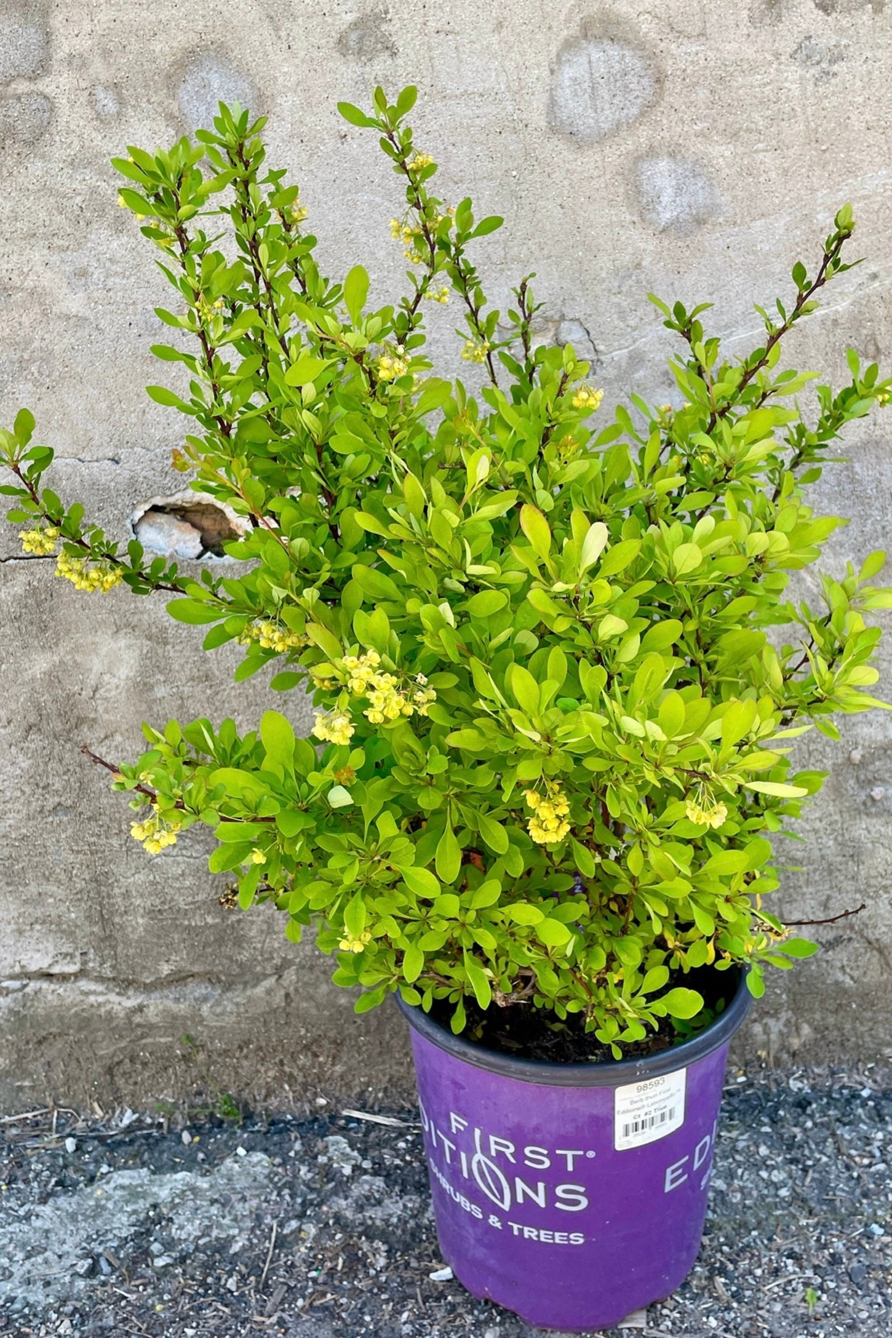 Berberis 'Limoncello' in a #2 growers pot the end of April showing its bright green leaves. ©Sprout Home