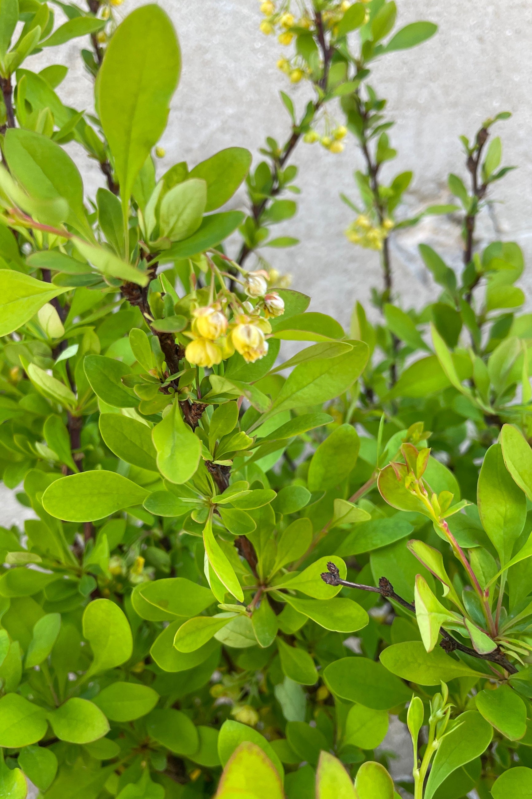 Detail of the bright green ovate leaves and white flower bloom of the Limoncello Barberry the end of April. ©Sprout Home