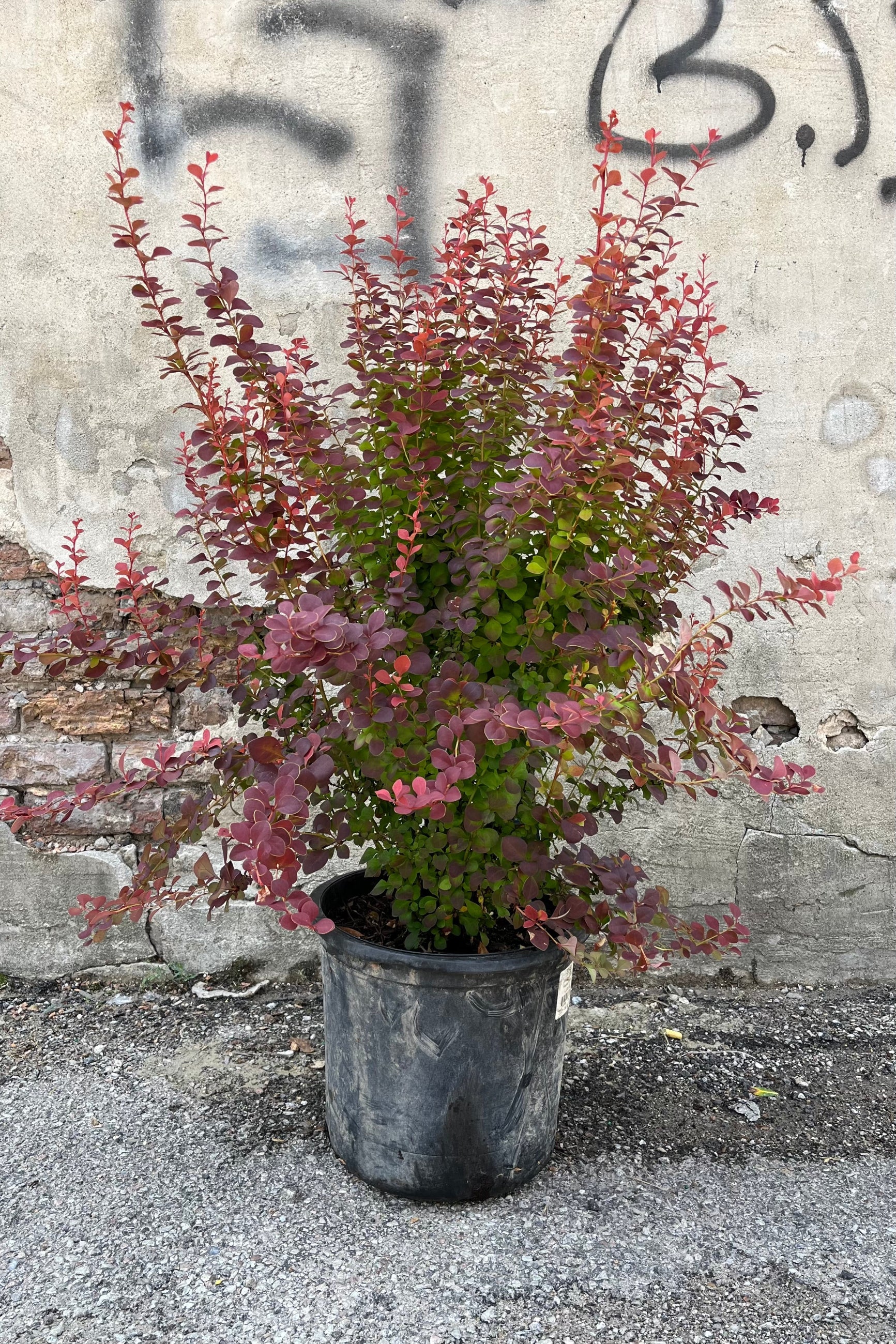 Berberis 'Orange Rocket' in a #5 growers pot in July with its burgundy leaves. ©Sprout Home