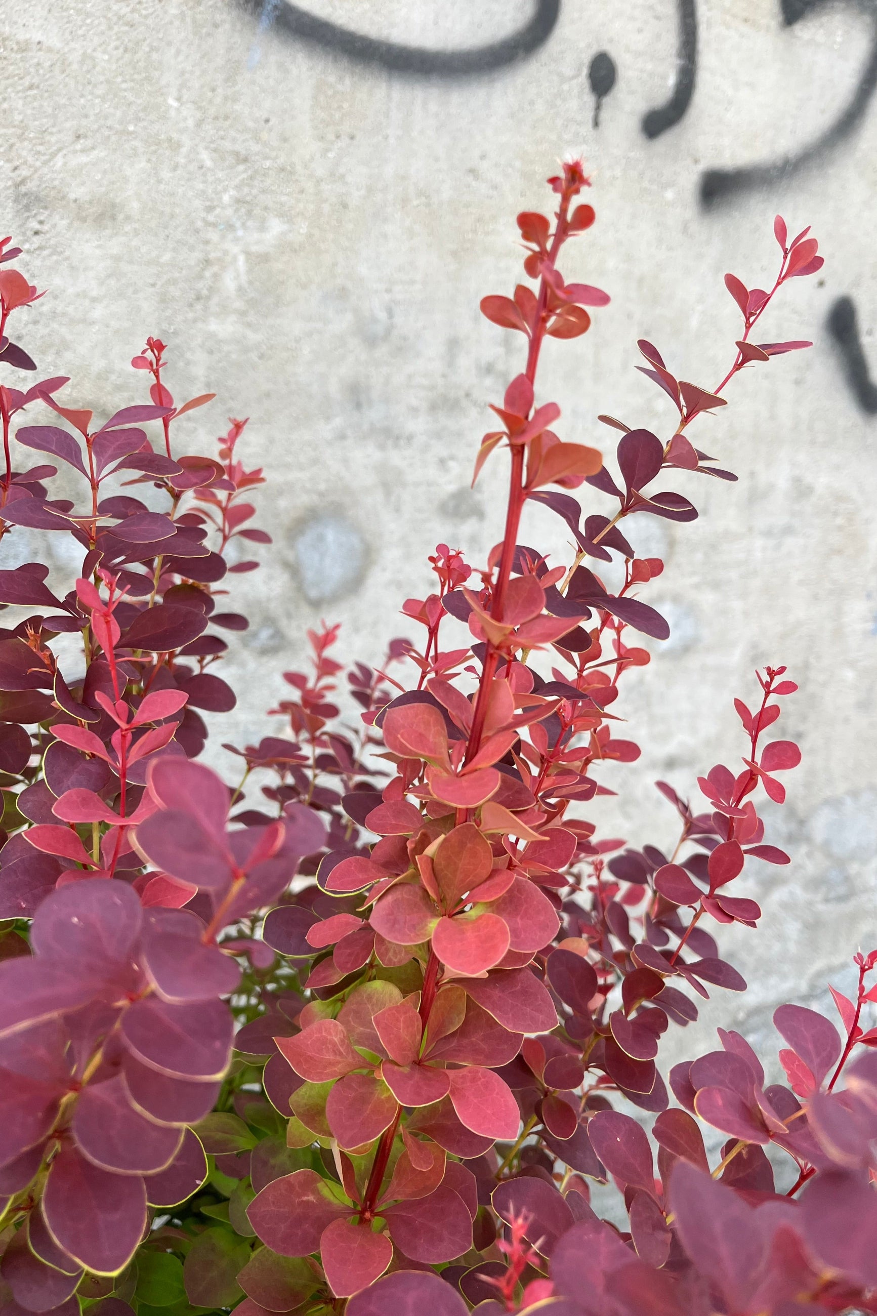 A detail picture of the round burgundy leaves of the Berberis 'Orange Rocket' in July ©Sprout Home