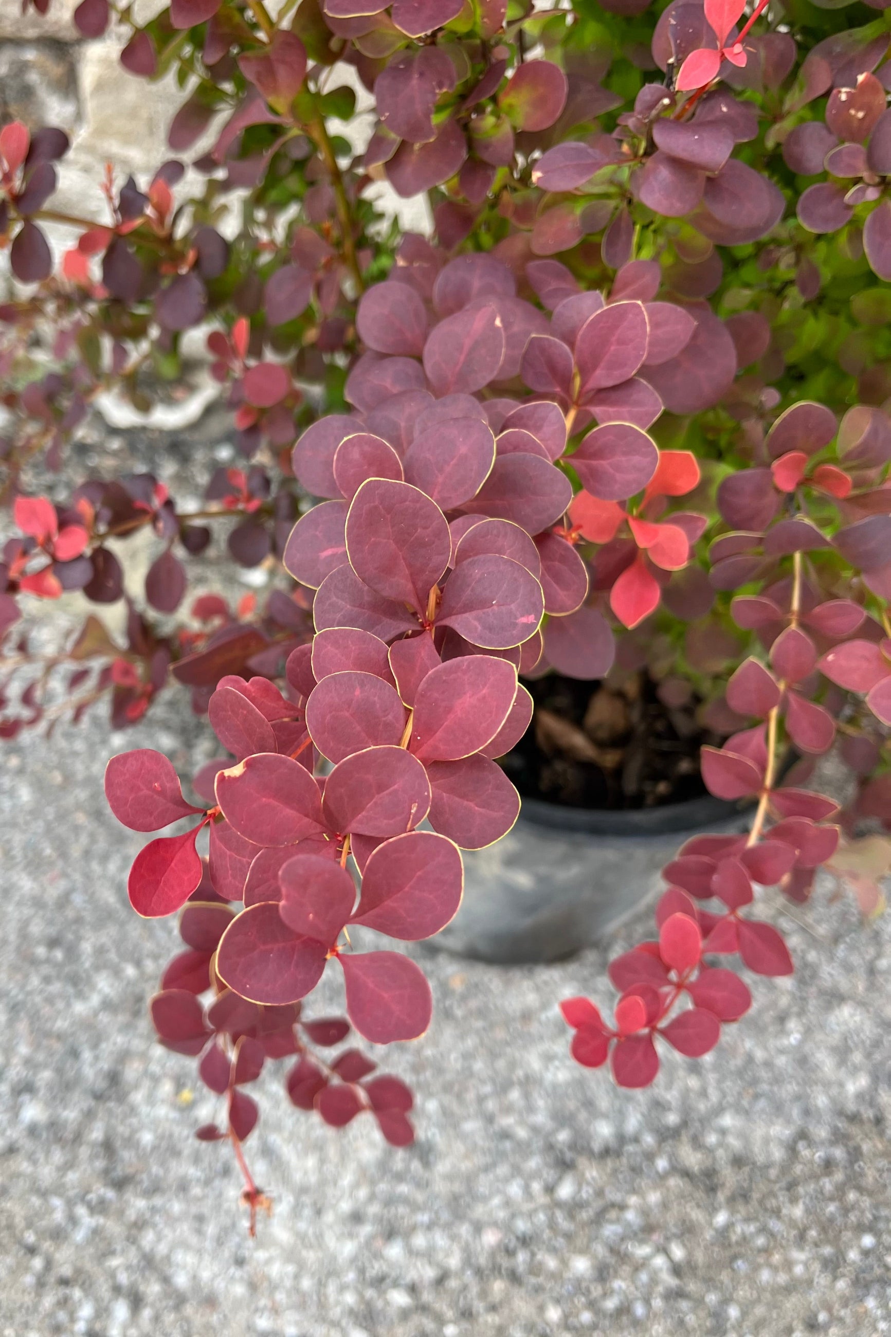 Berberis Orange Rocket leaf detail ©Sprout Home