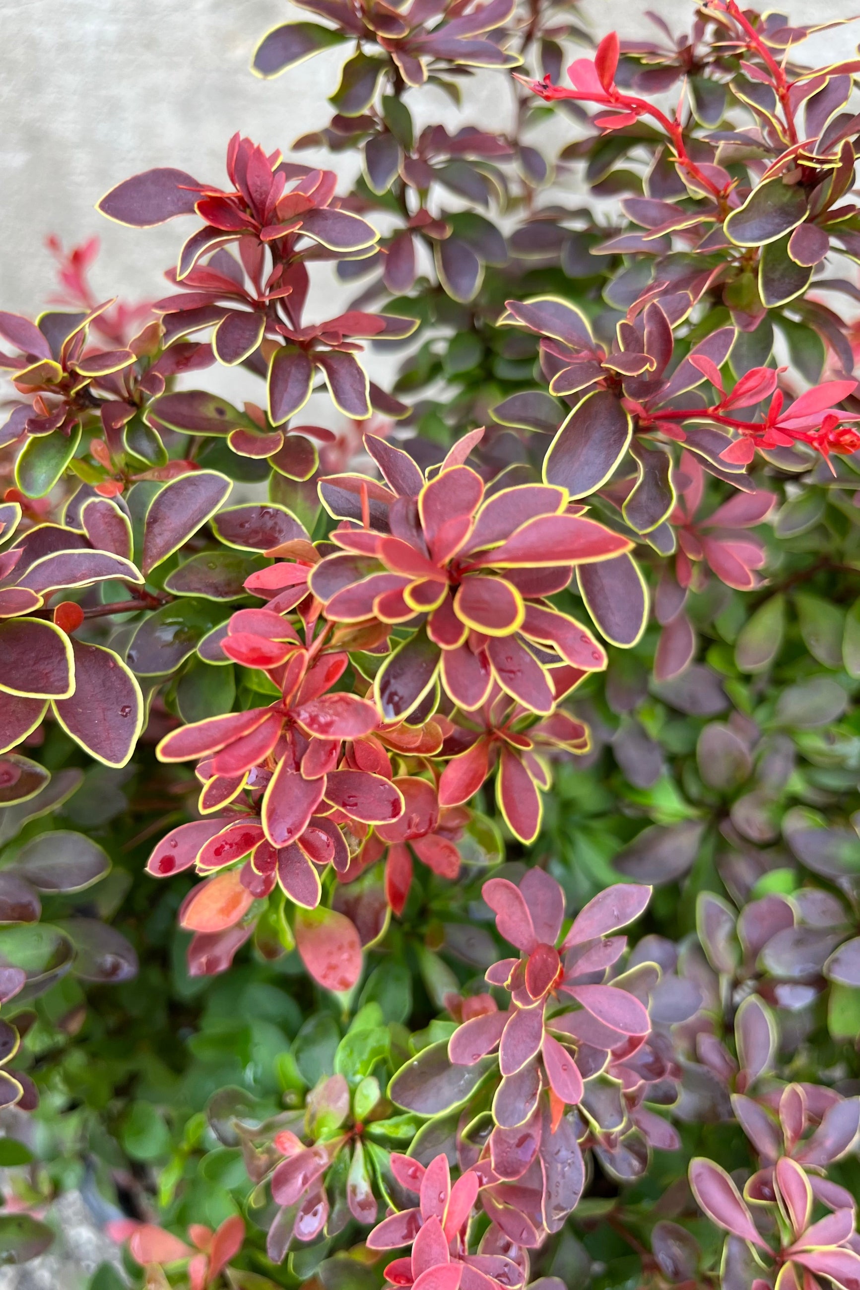 detail photo of Berberis 'Admiration' showing bright red hot leaves edged in yellow, seen in mid-summer, end of July ©Sprout Home