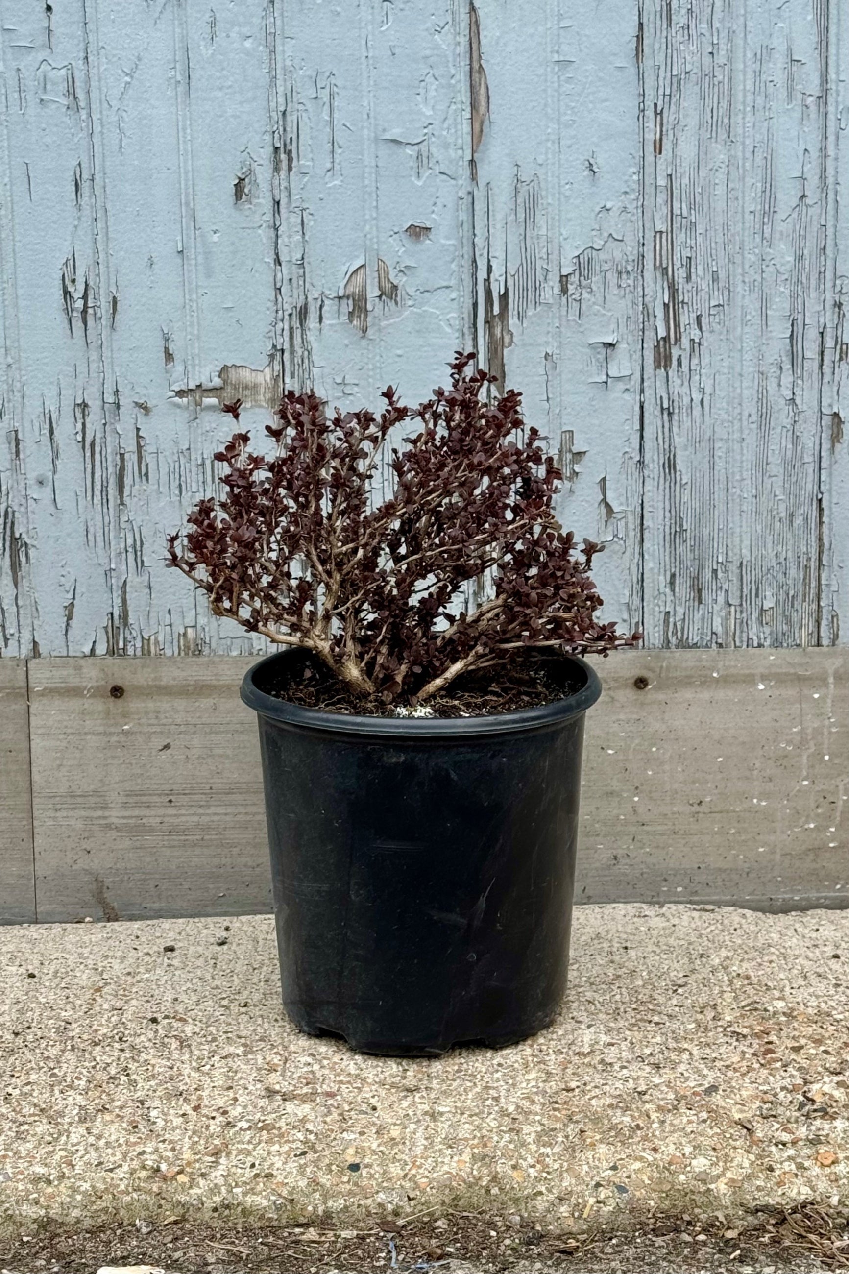 Berberis 'Concorde' just starting to push out leaves the beginning of April at Sprout Home ©Sprout Home