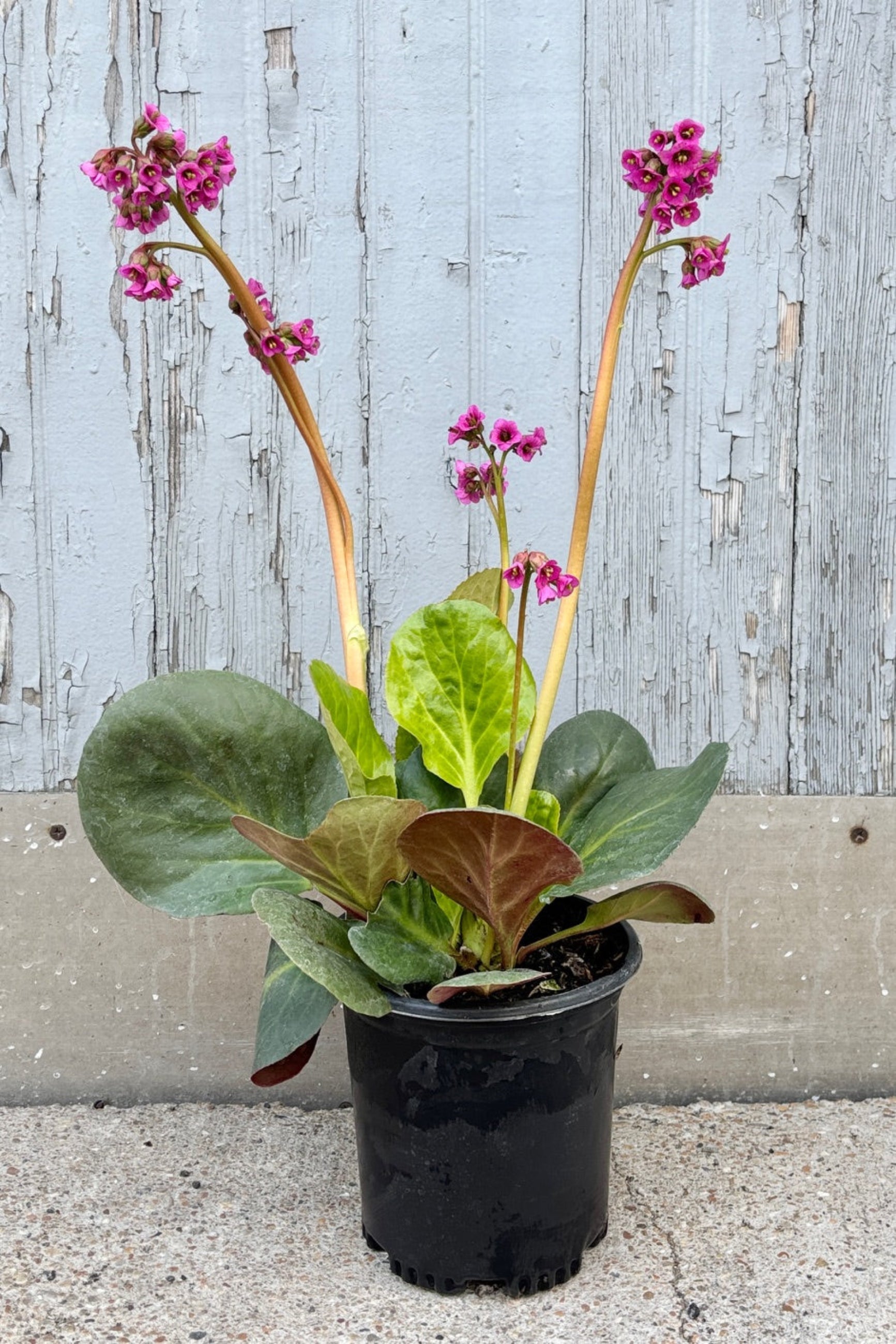 Bergenia 'Winterglut' with rosettes of thick, heart shaped leaves and magenta red flowers against a grey wall ©Sprout Home