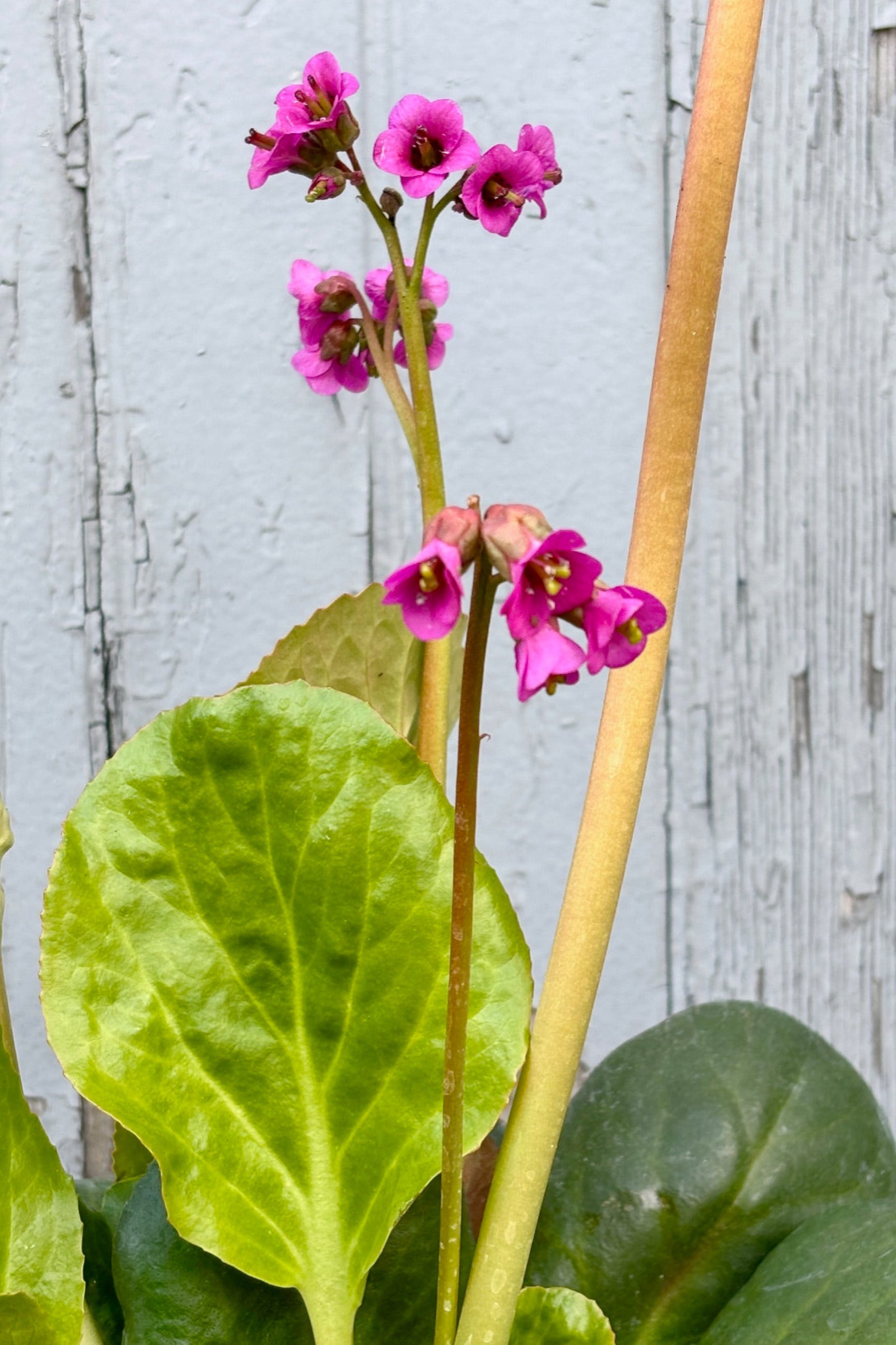 Cose up of Bergenia 'Winterglut' with rosettes of thick, heart shaped leaves and magenta red flowers against a grey wall ©Sprout Home