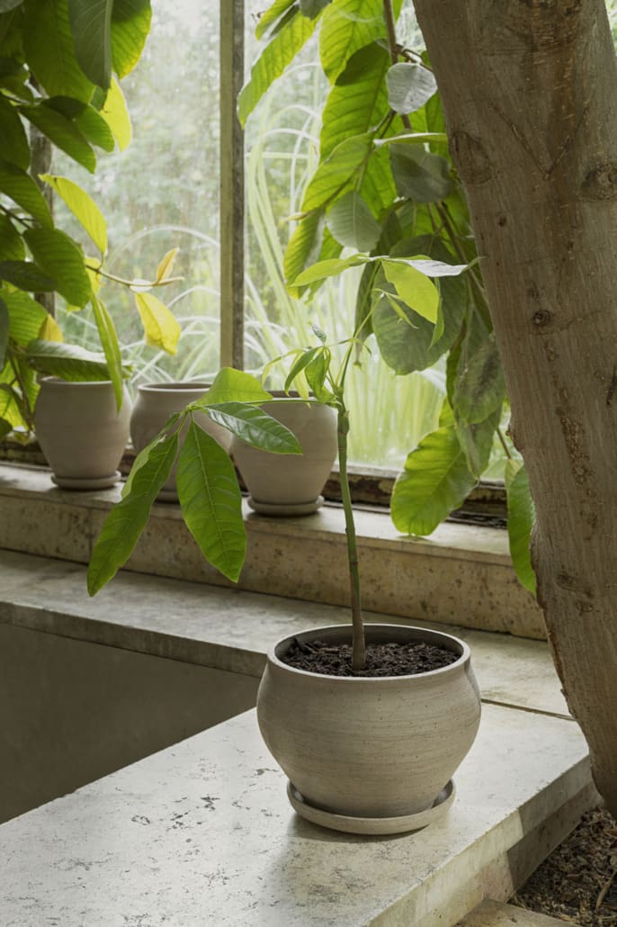 A room of greenery with a plant in a gray clay pot ©Bergs Potter