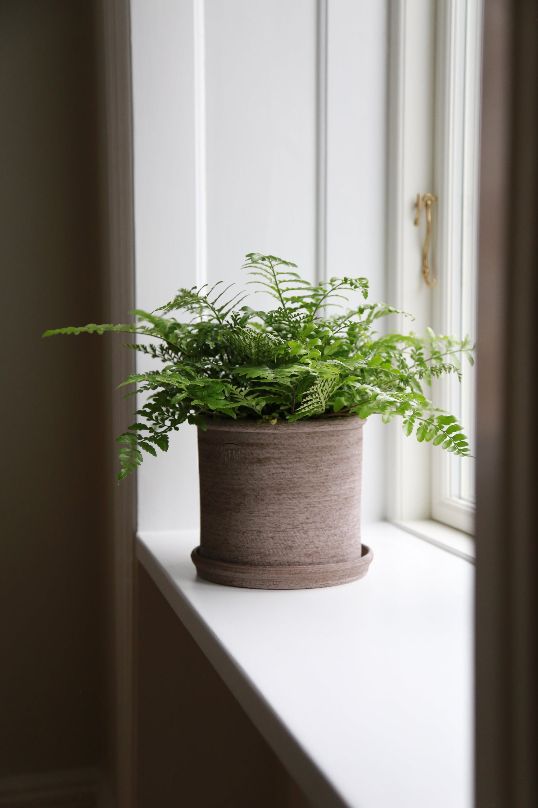 Potted fern in a gray Modena planter on a windowsill with a neutral background ©Bergs Potter