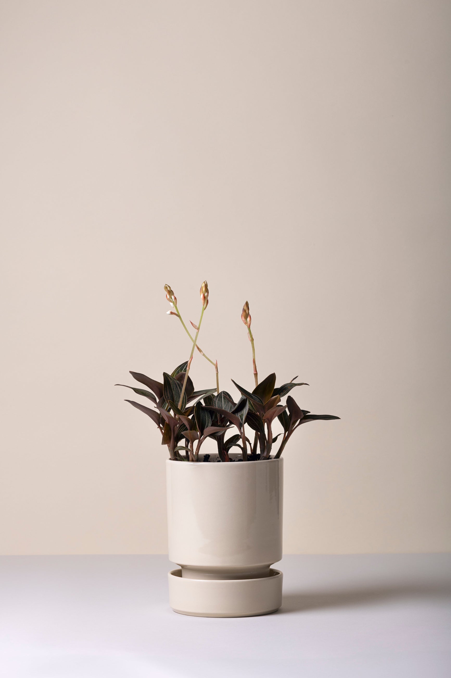 Plant potted in a Sandstone Bergs Hoff pot on a white surface with a plain background ©Bergs Potter