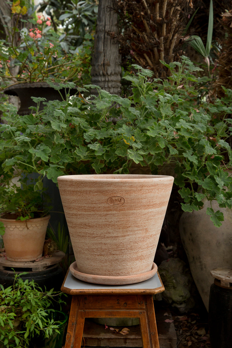 Rosa Julie pot and saucer by Bergs Potter sitting on a plant stand amongst other plants and Bergs pots ©Bergs Potter