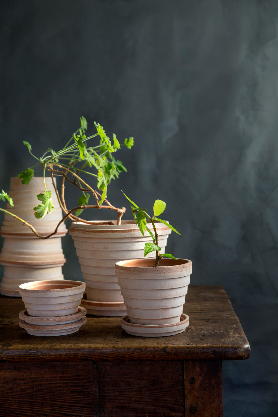 A collection of various Rosa Planets pots by Bergs Potter on a wood table stacked and one potted. ©Bergs Potter