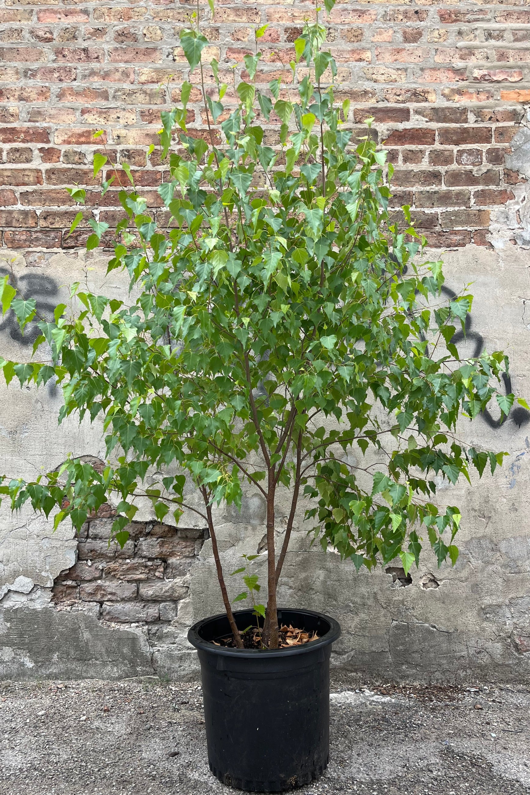 Betula 'Whitespire' clump in a #10 growers pot the beginning of July showing the multitrack form.©Sprout Home