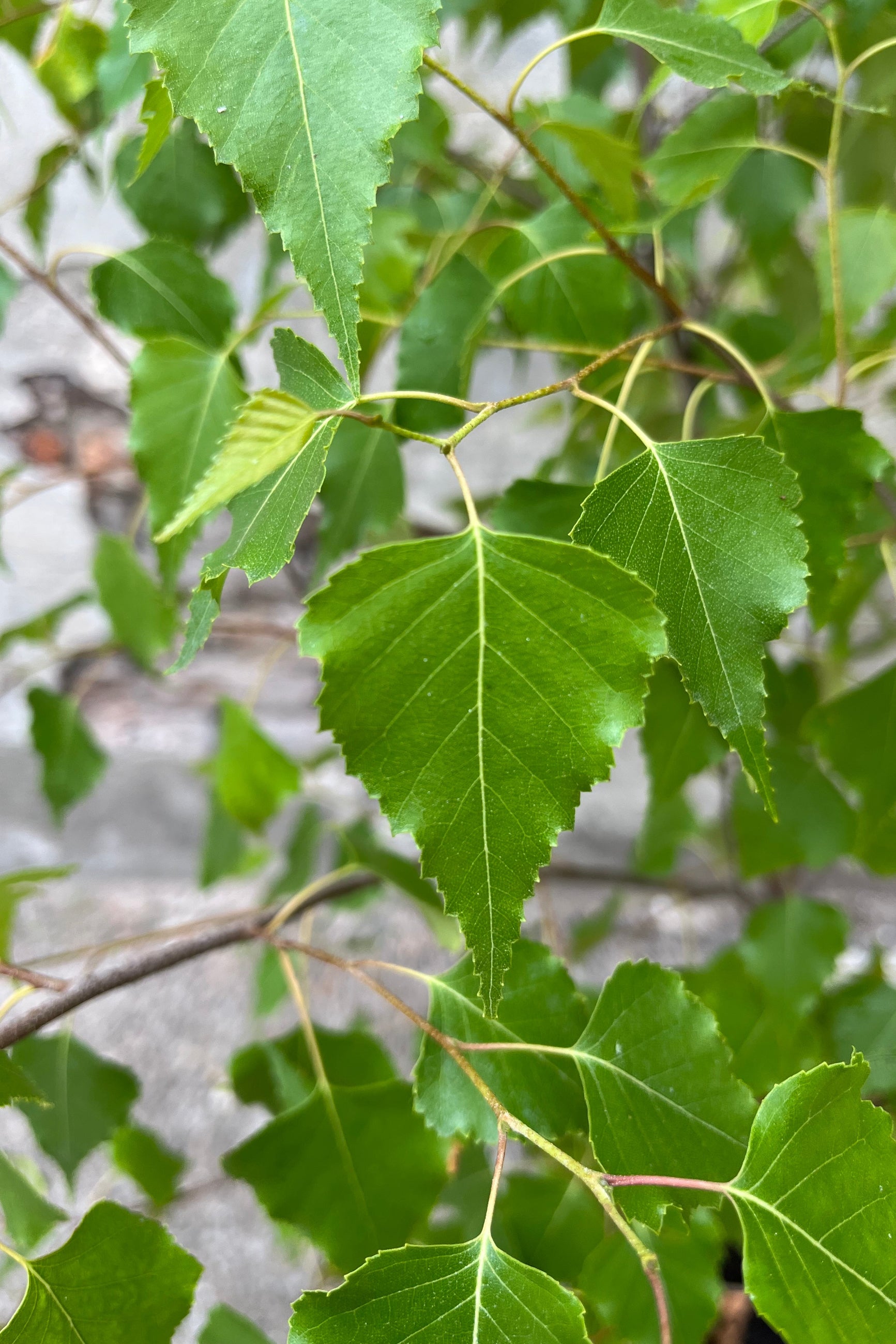 detail of the green leaves of the 'Whitespire' birch tree the beginning of July ©Sprout Home