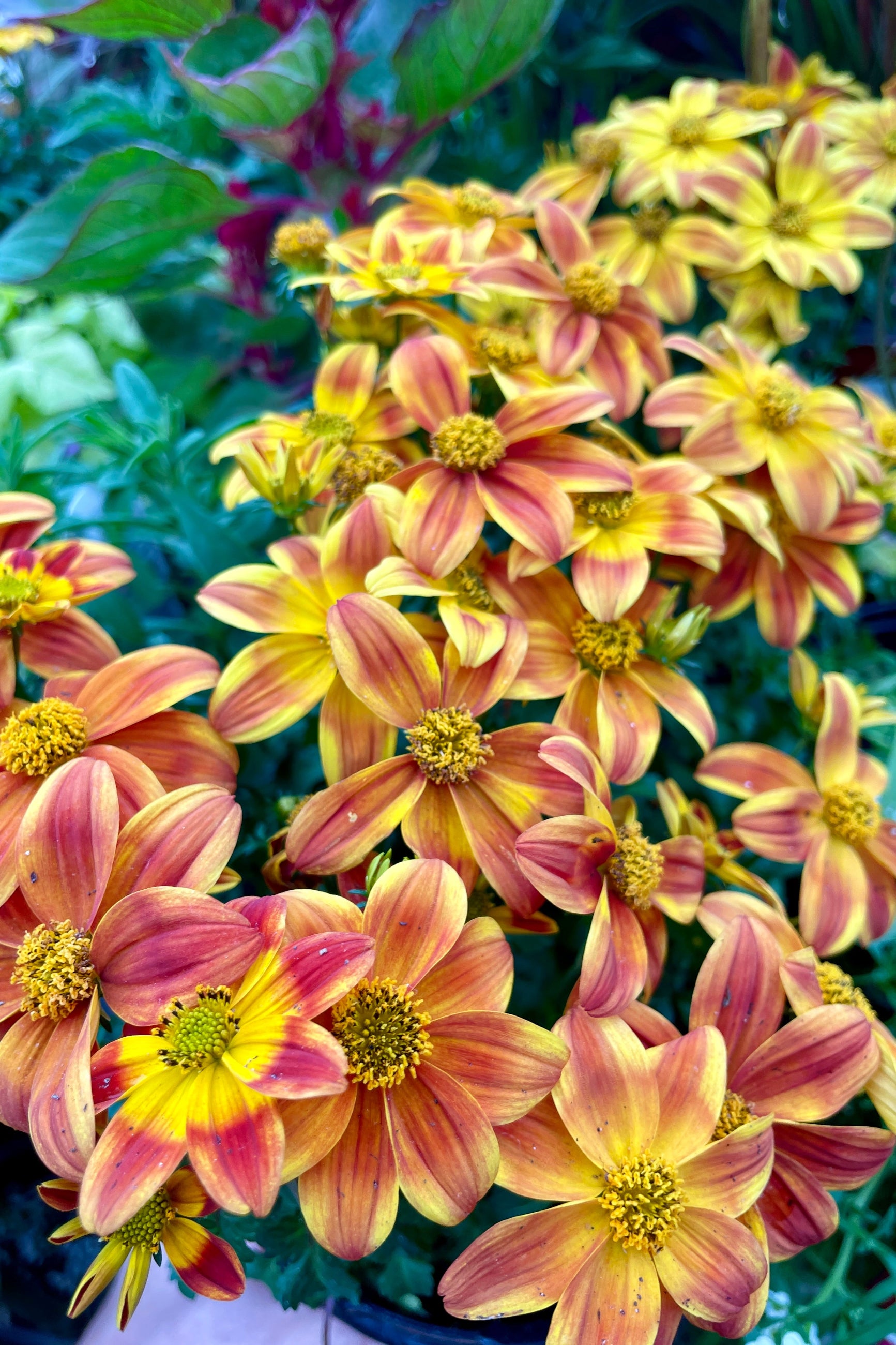 A close up of the yellow and deep orange flowers of Bidens 'Bee Balm' up close the beginning of June at Sprout Home ©Sprout Home